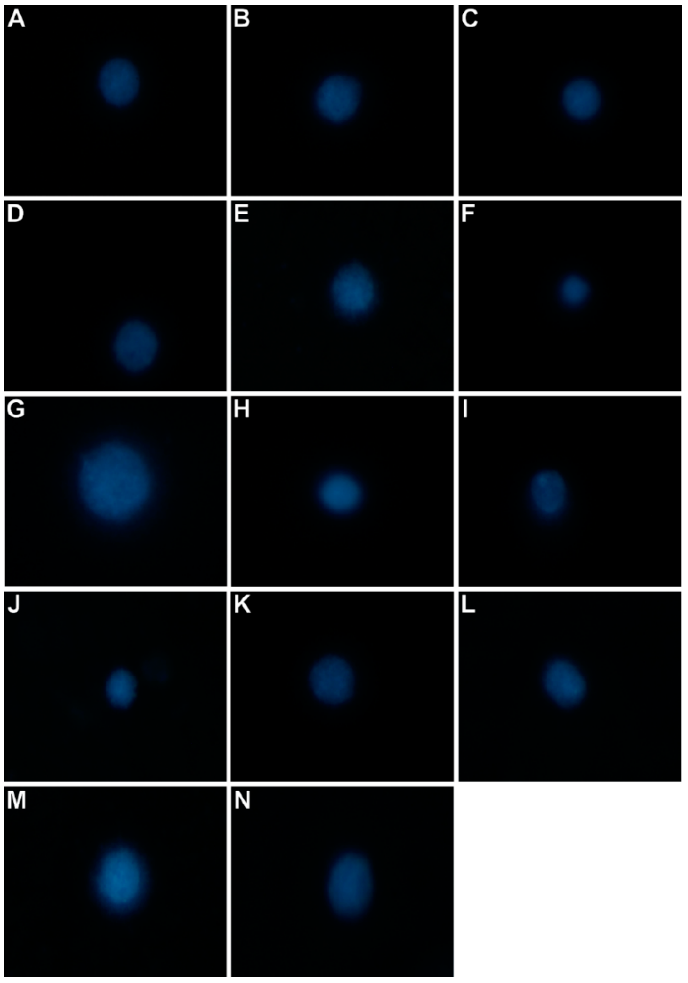 Ijms 21 09623 sch002 Ijms 21 09623 sch002