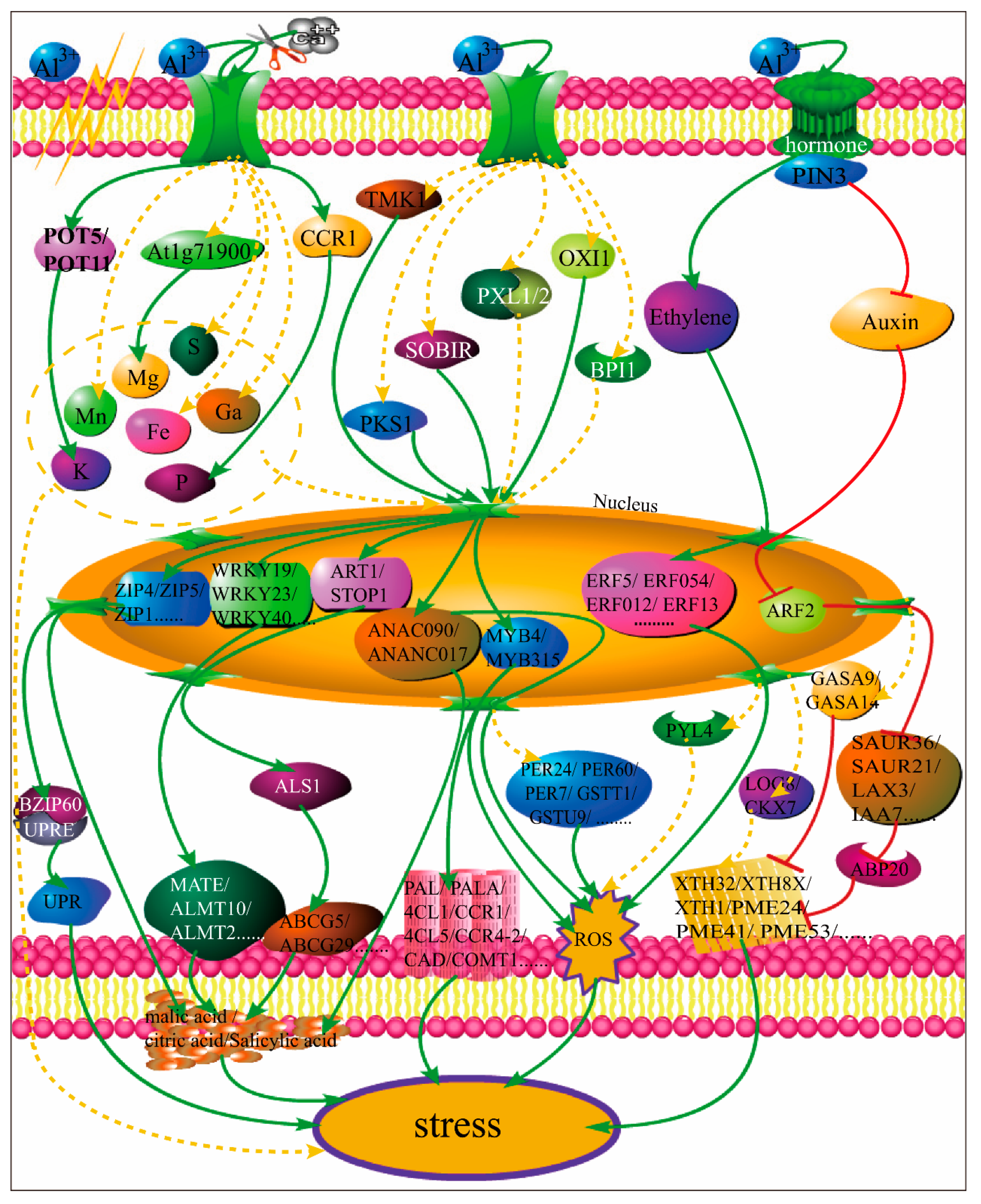 Ijms 21 09624 g012 Ijms 21 09624 g012