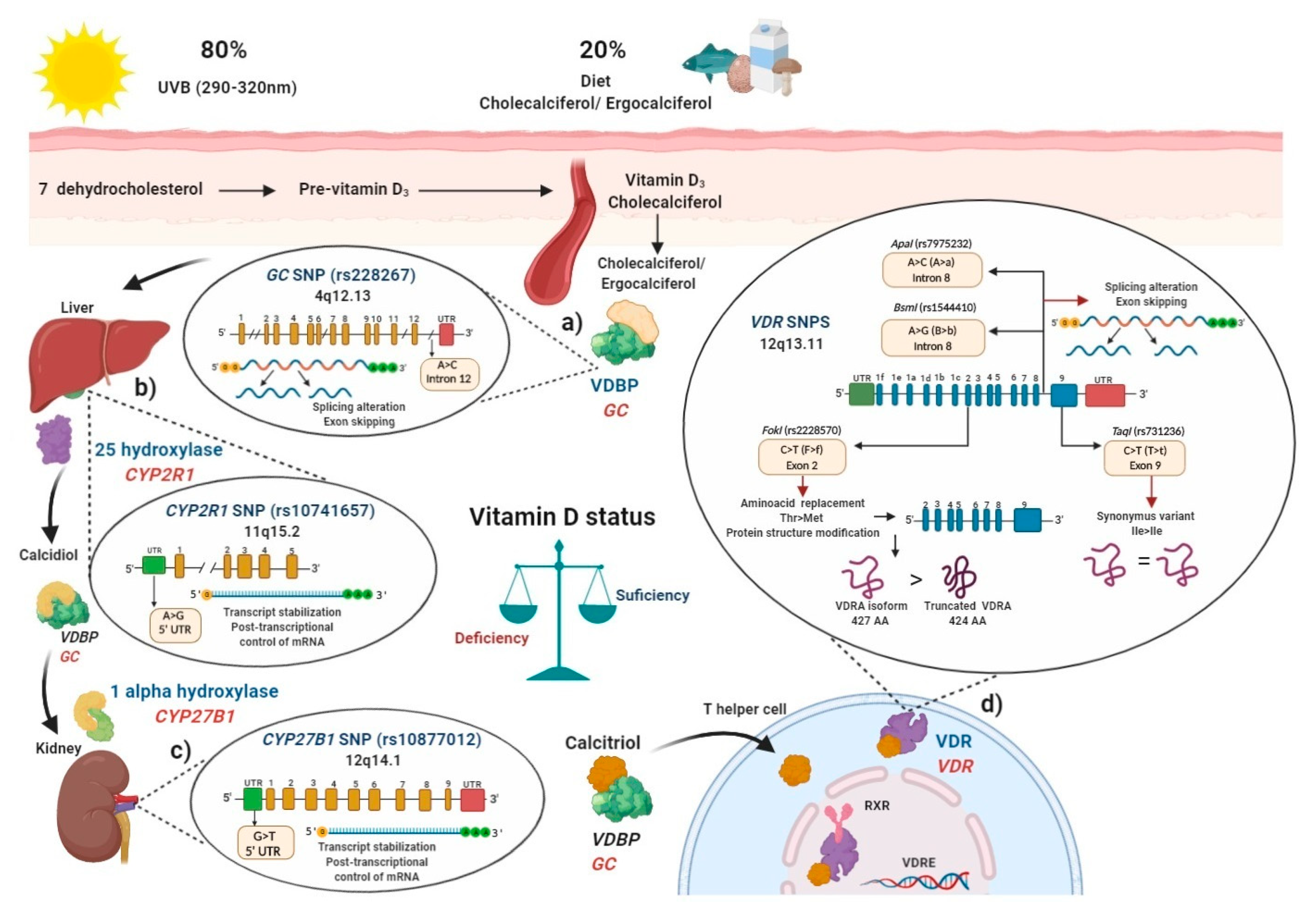 Ijms 21 09626 g002 Ijms 21 09626 g002