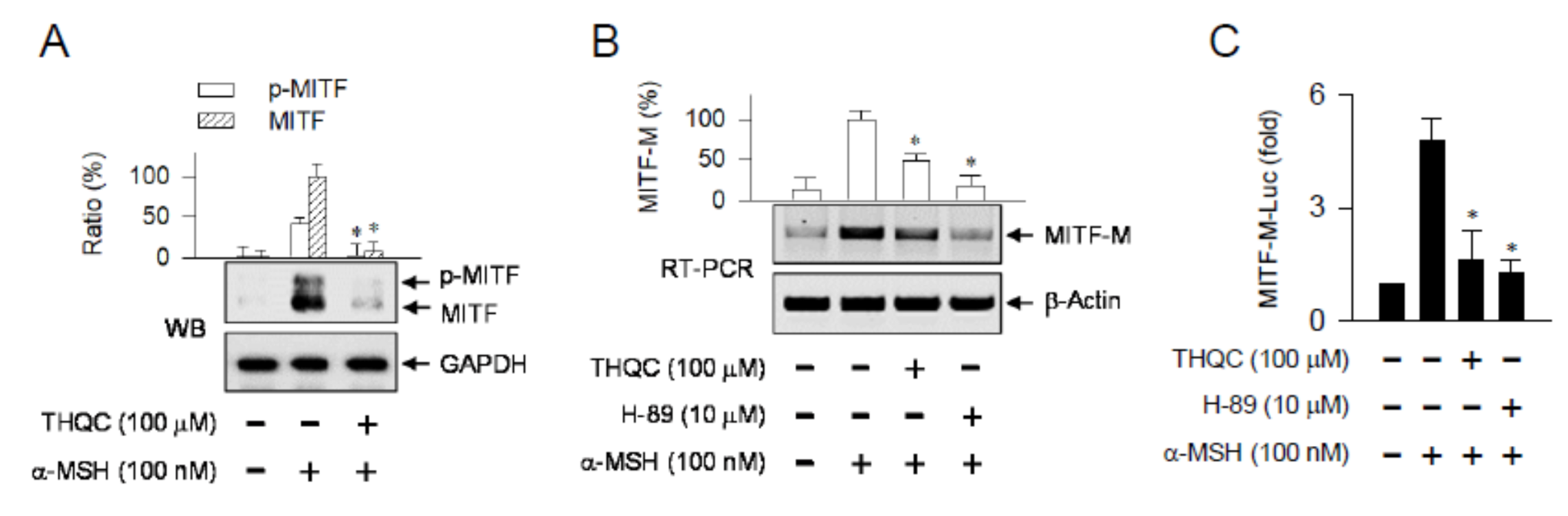 Ijms 21 09631 g004 Ijms 21 09631 g004