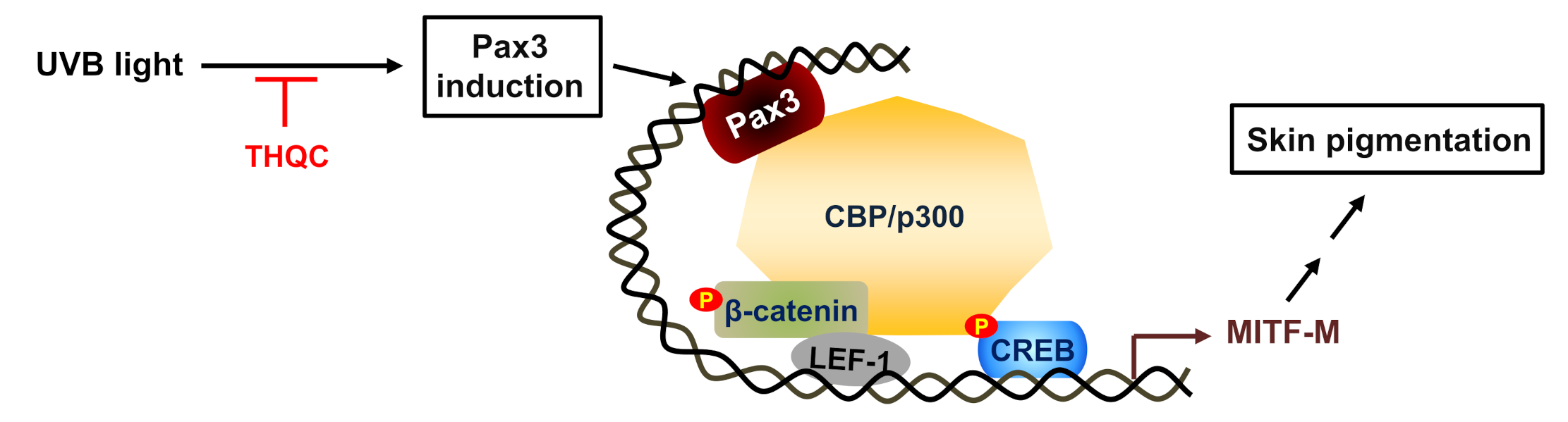 Ijms 21 09631 g006 Ijms 21 09631 g006