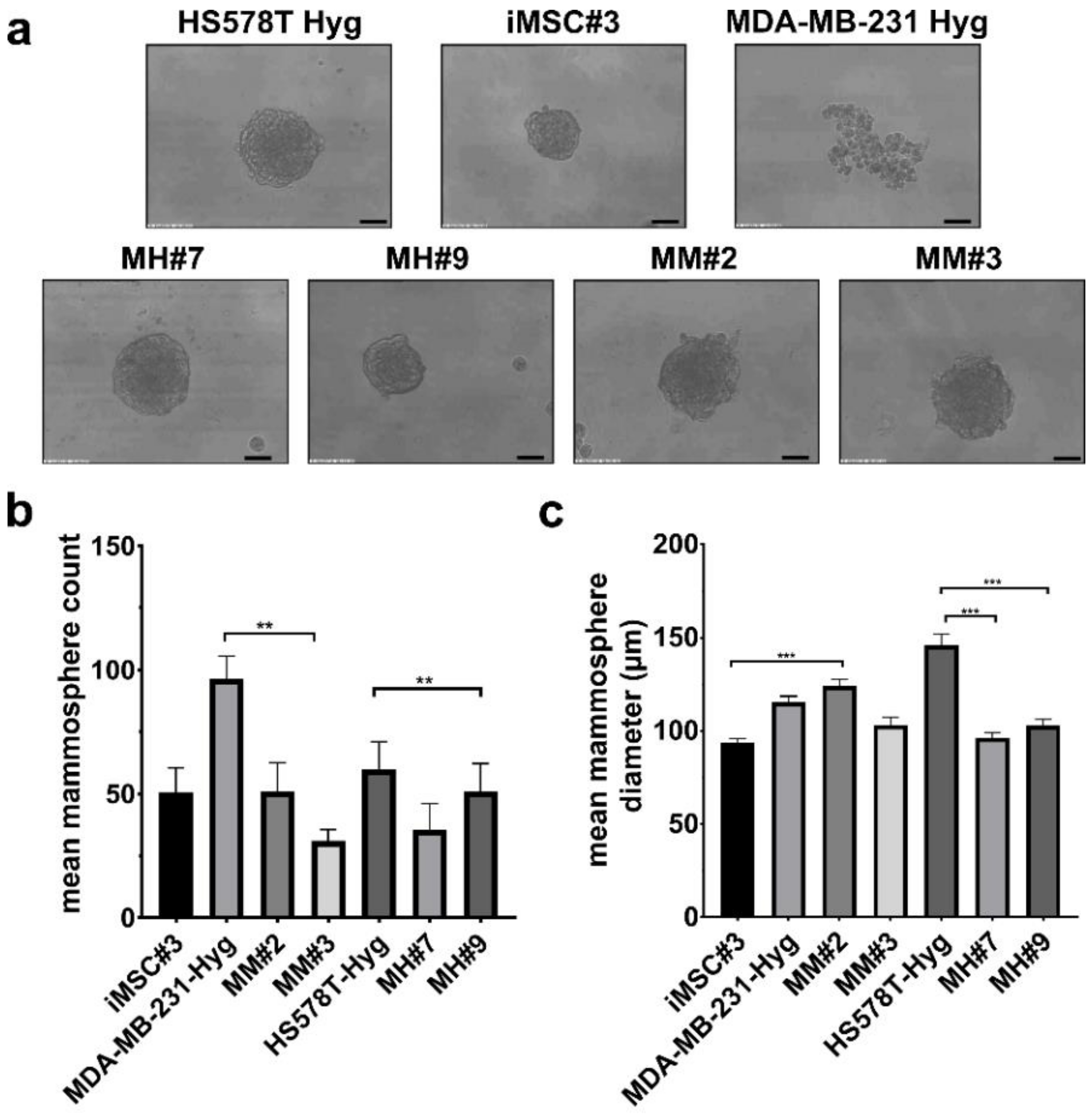 Ijms 21 09636 g003 Ijms 21 09636 g003