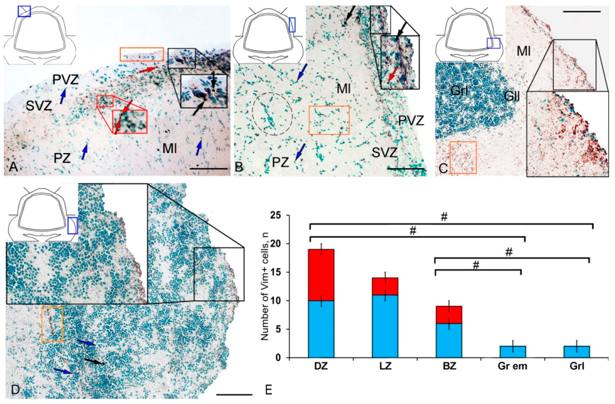 Ijms 21 09638 g001 Ijms 21 09638 g001