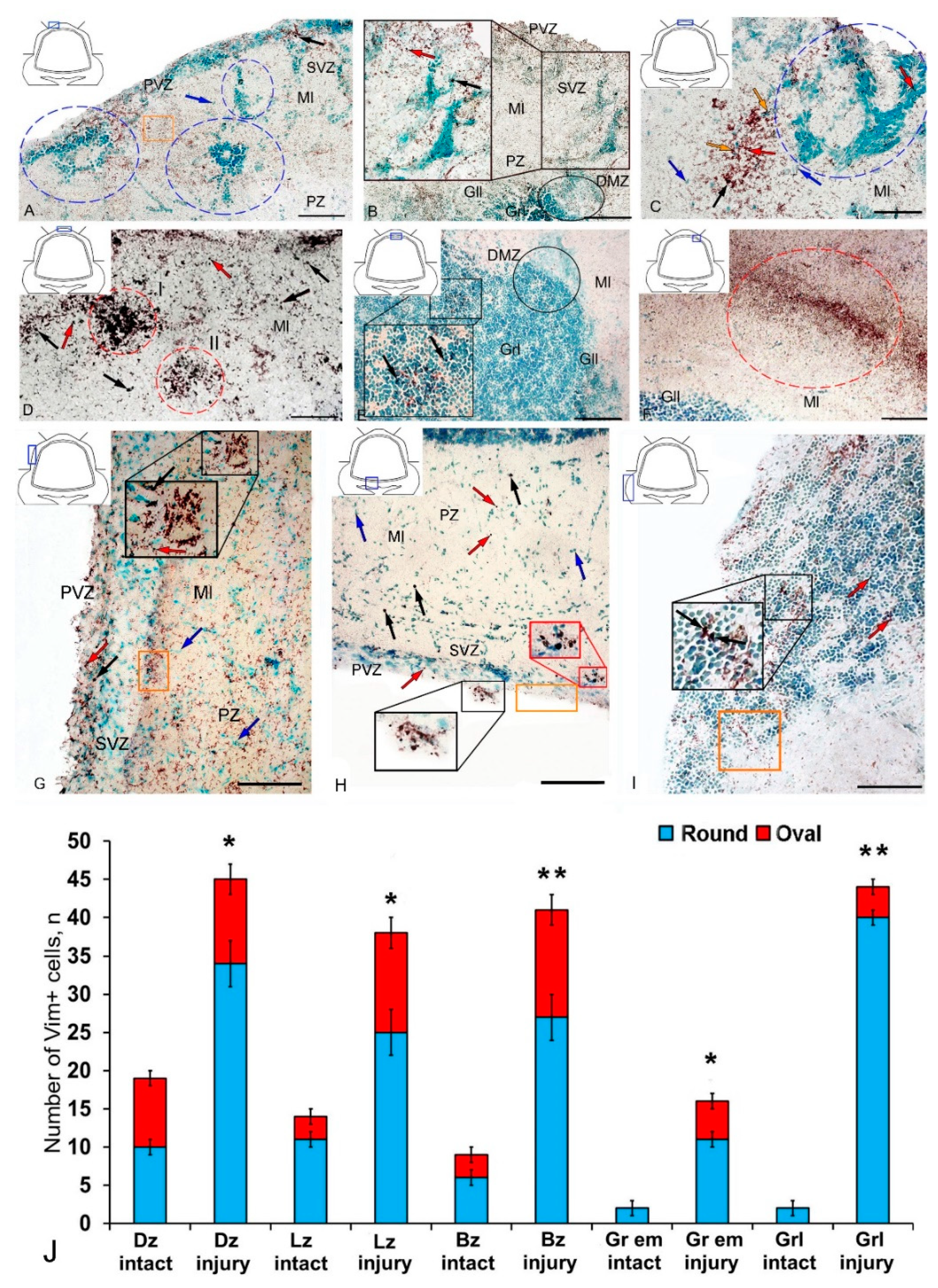 Ijms 21 09638 g002 Ijms 21 09638 g002