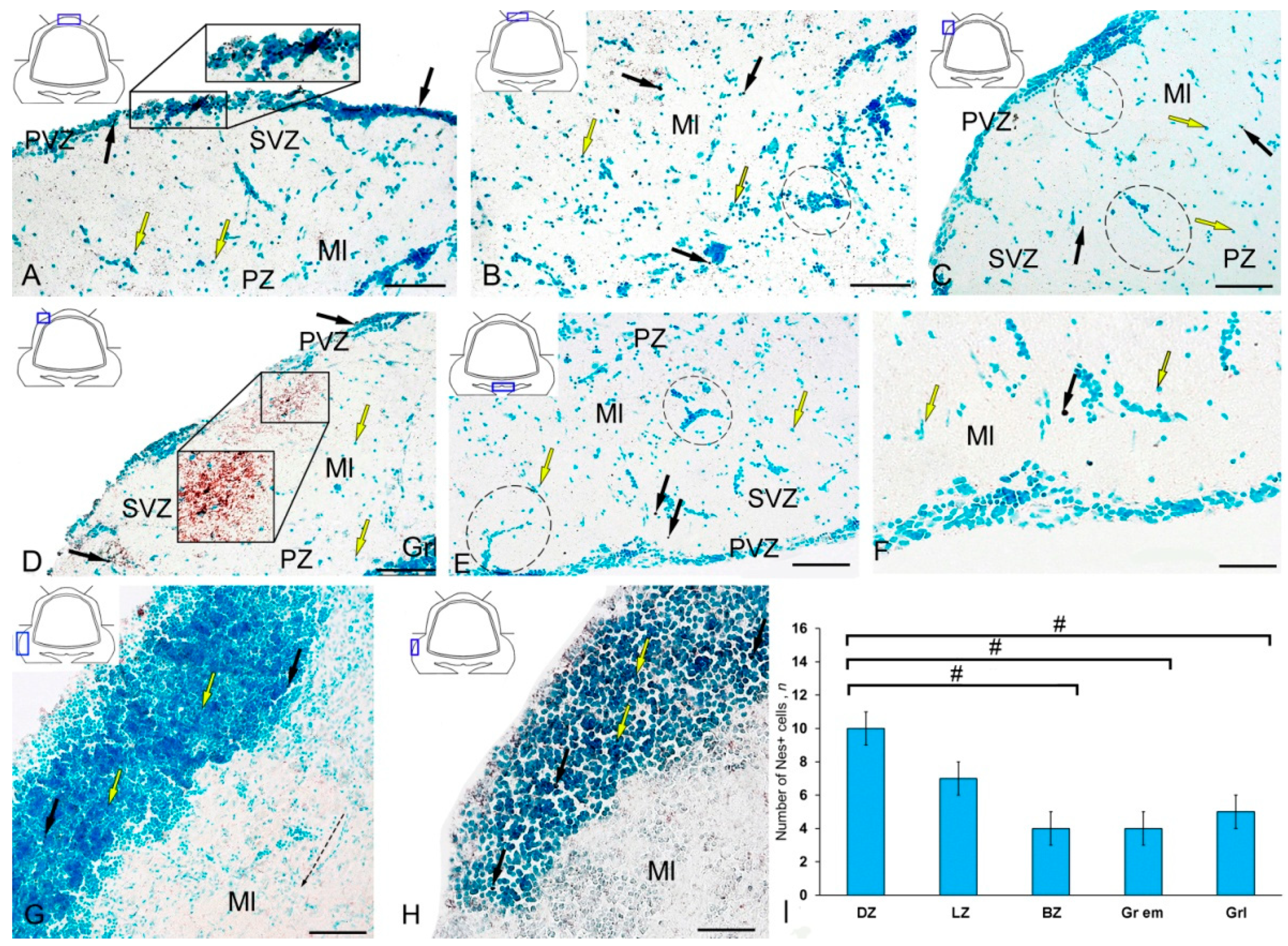 Ijms 21 09638 g003 Ijms 21 09638 g003