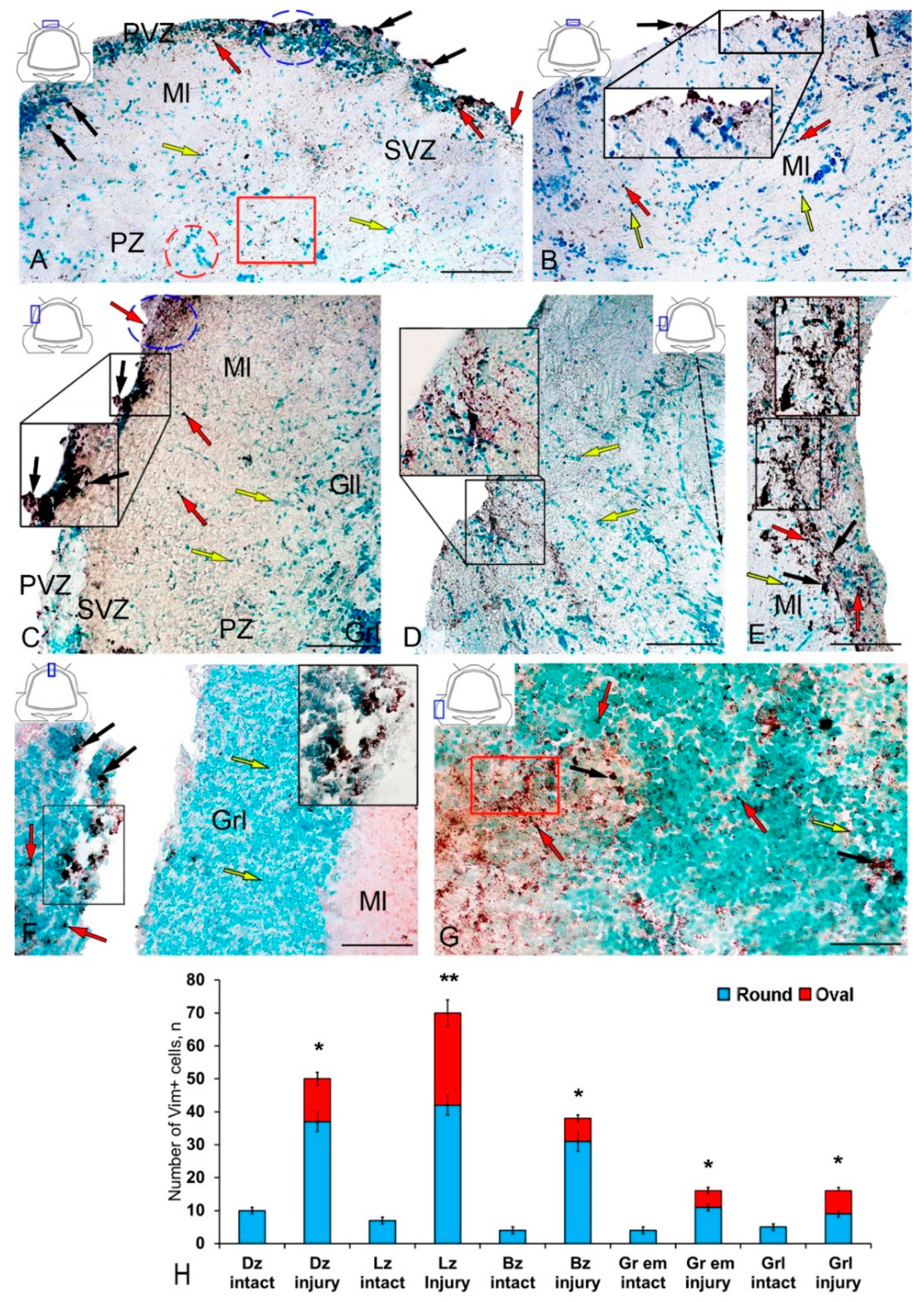 Ijms 21 09638 g004 Ijms 21 09638 g004