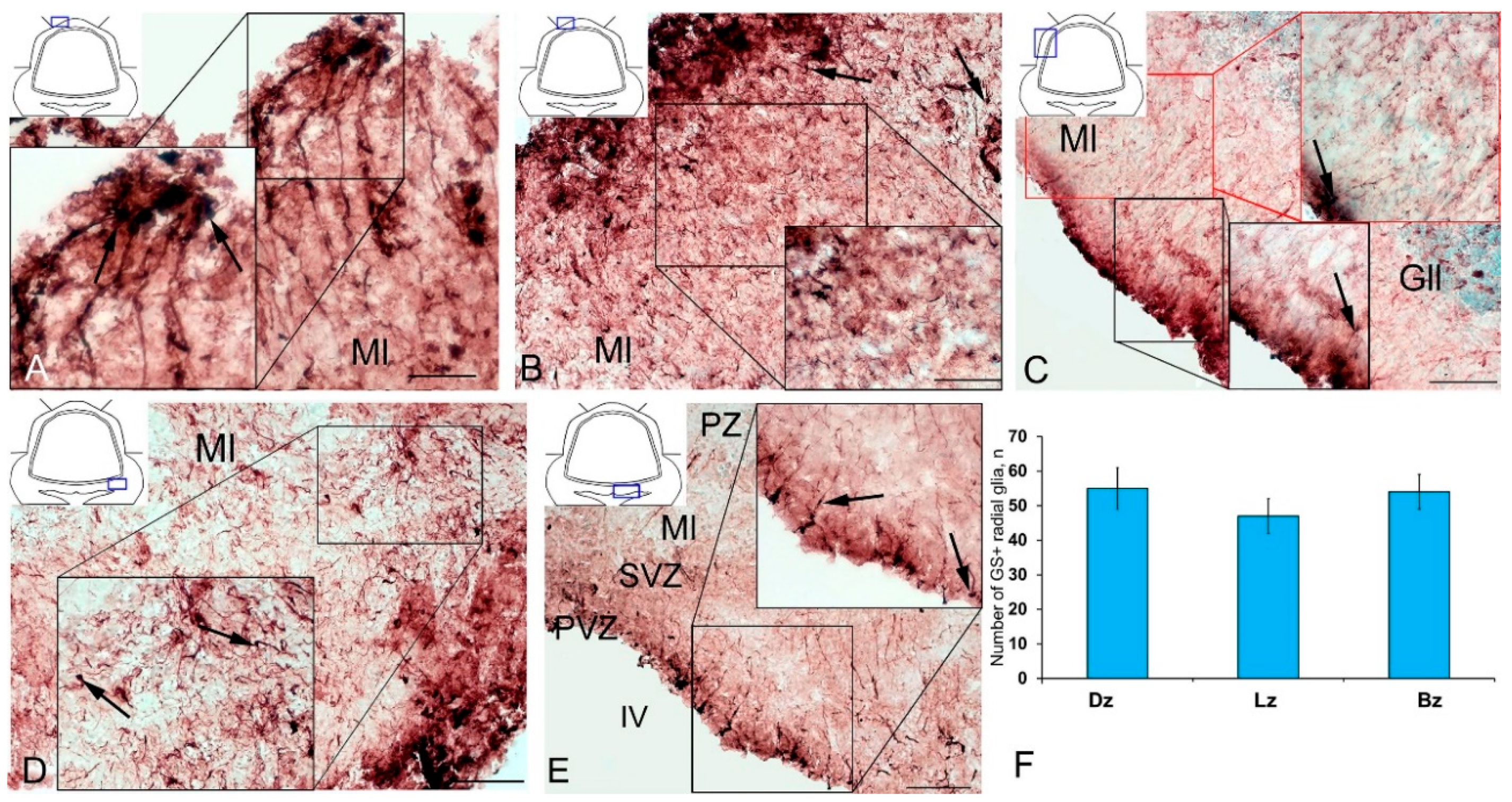 Ijms 21 09638 g007 Ijms 21 09638 g007
