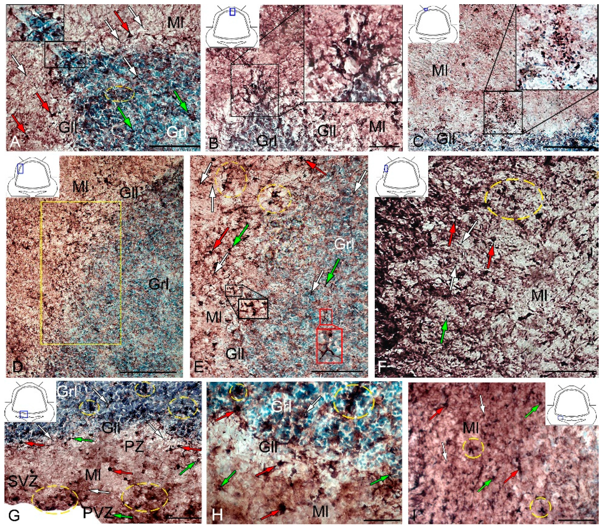 Ijms 21 09638 g008 Ijms 21 09638 g008