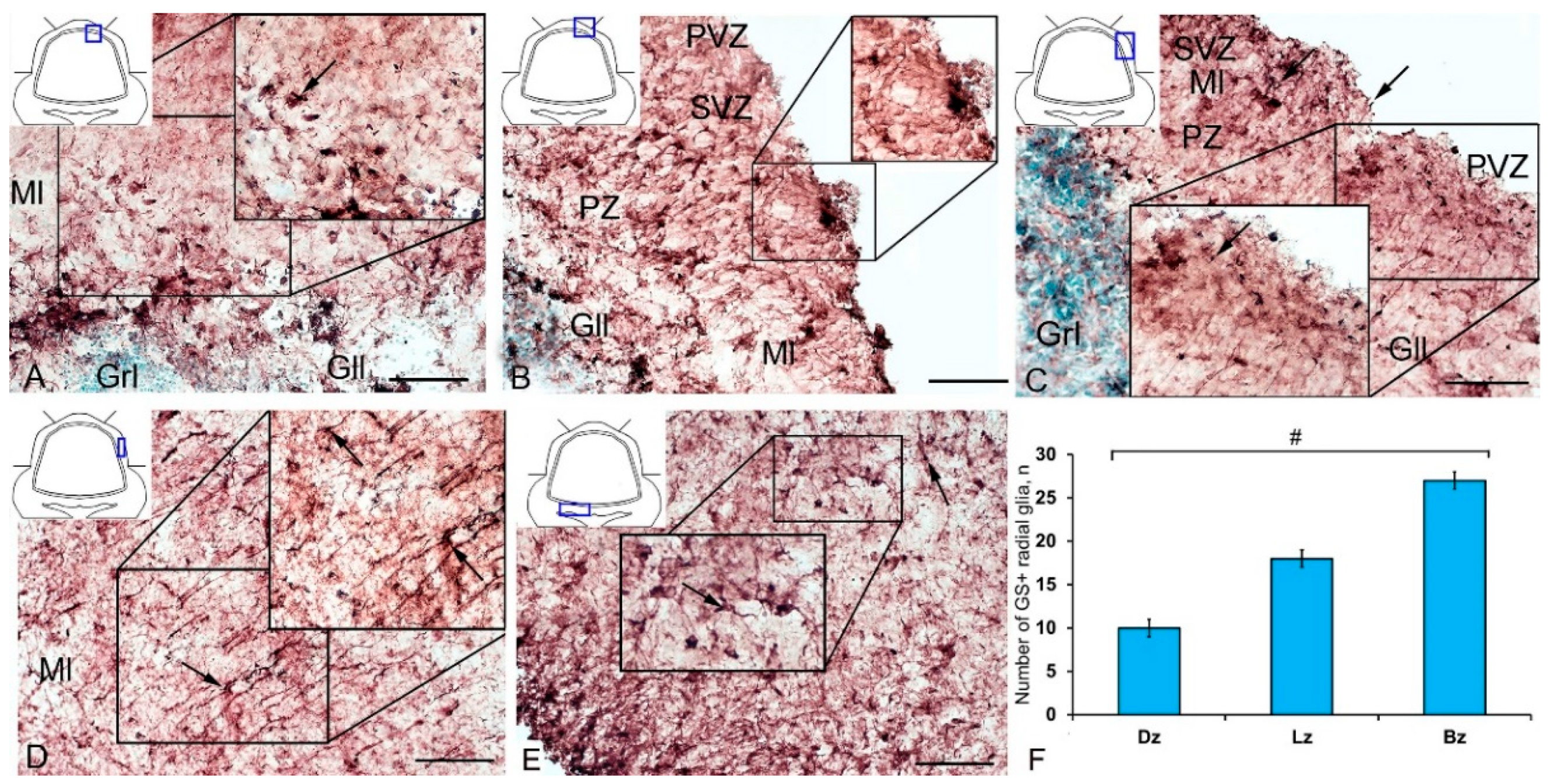 Ijms 21 09638 g010 Ijms 21 09638 g010
