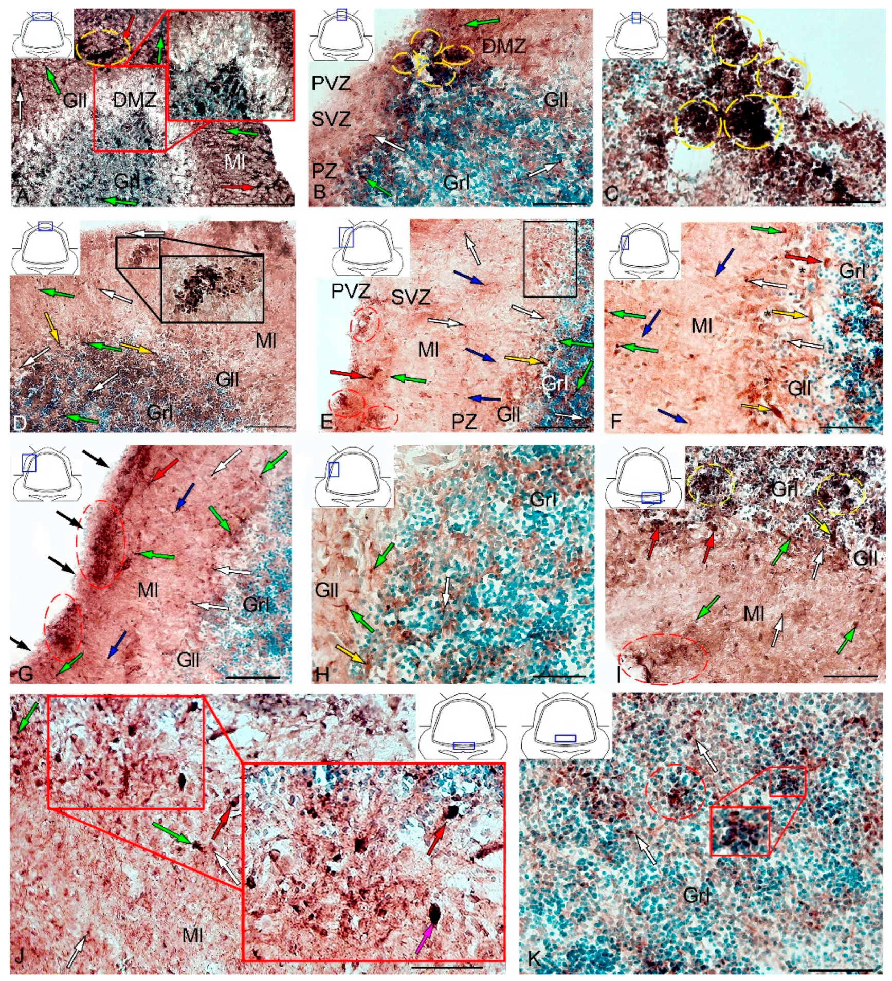 Ijms 21 09638 g014 Ijms 21 09638 g014