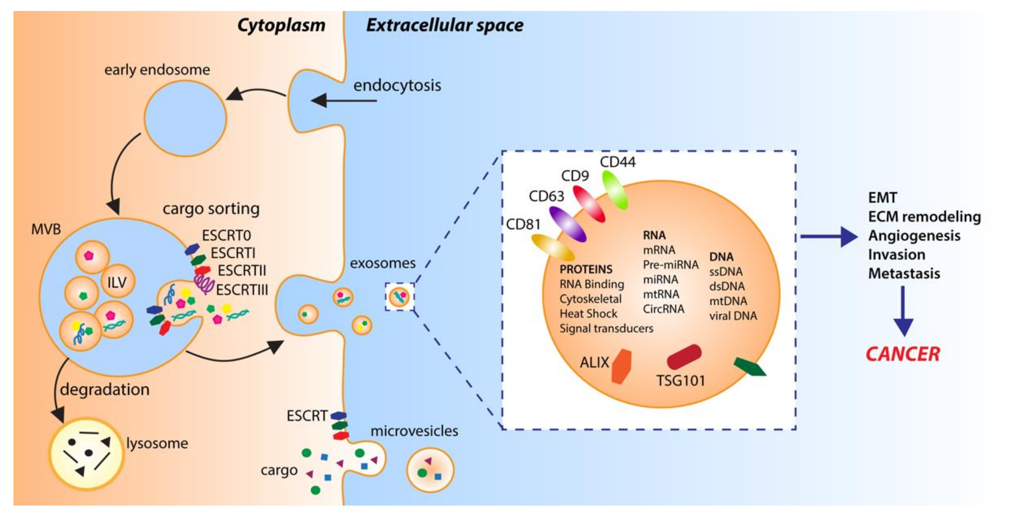 Ijms 21 09648 g001 Ijms 21 09648 g001