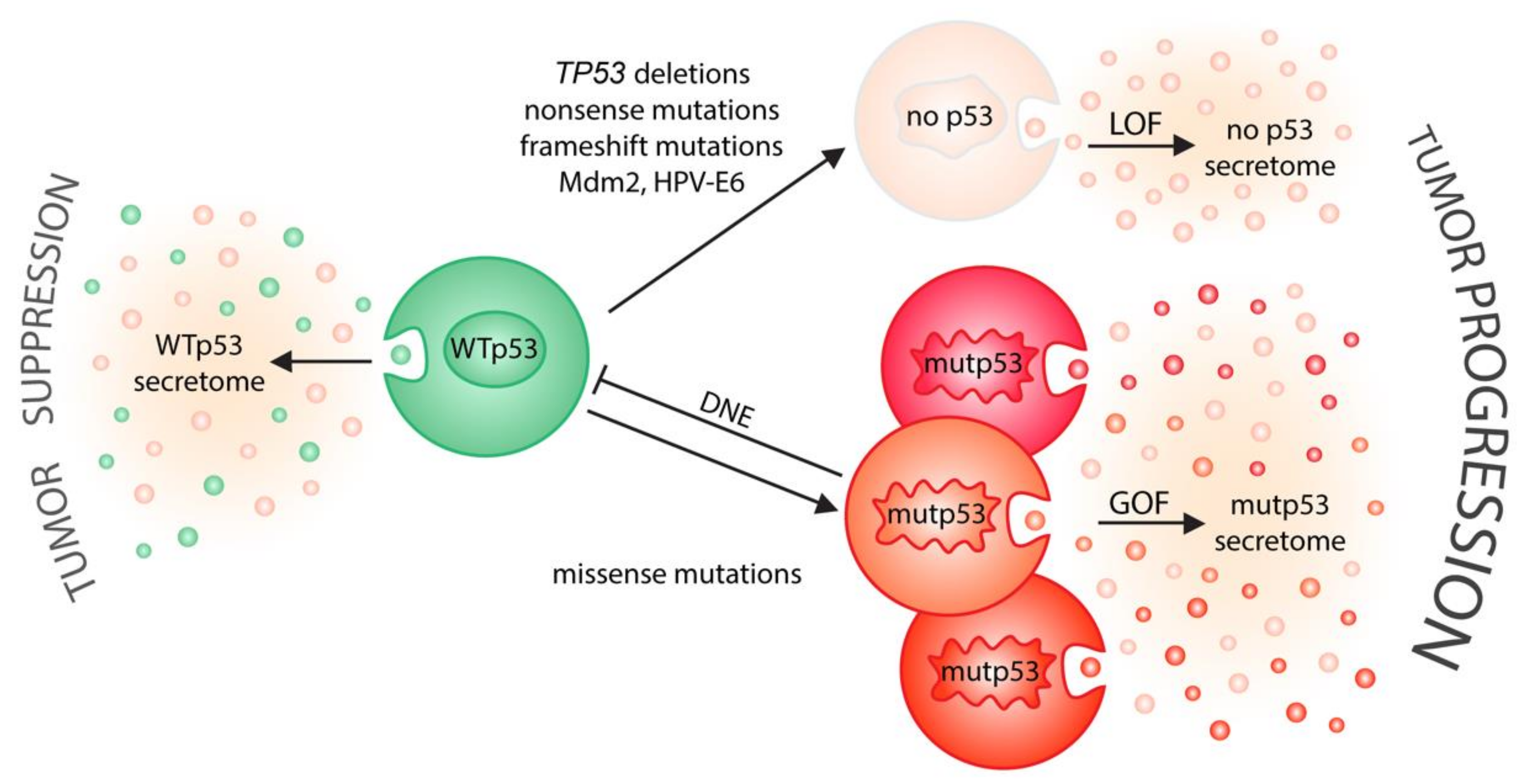 Ijms 21 09648 g002 Ijms 21 09648 g002