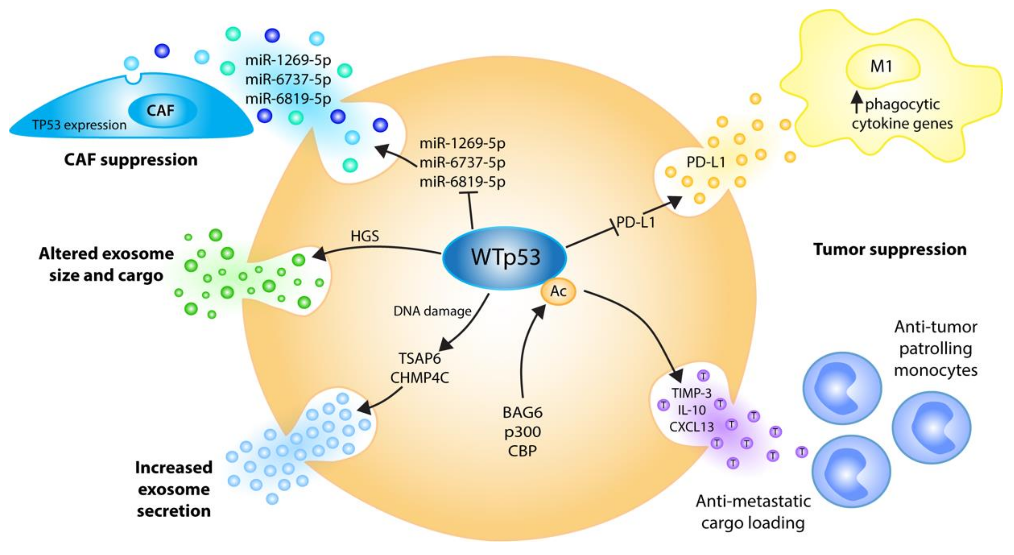 Ijms 21 09648 g003 Ijms 21 09648 g003
