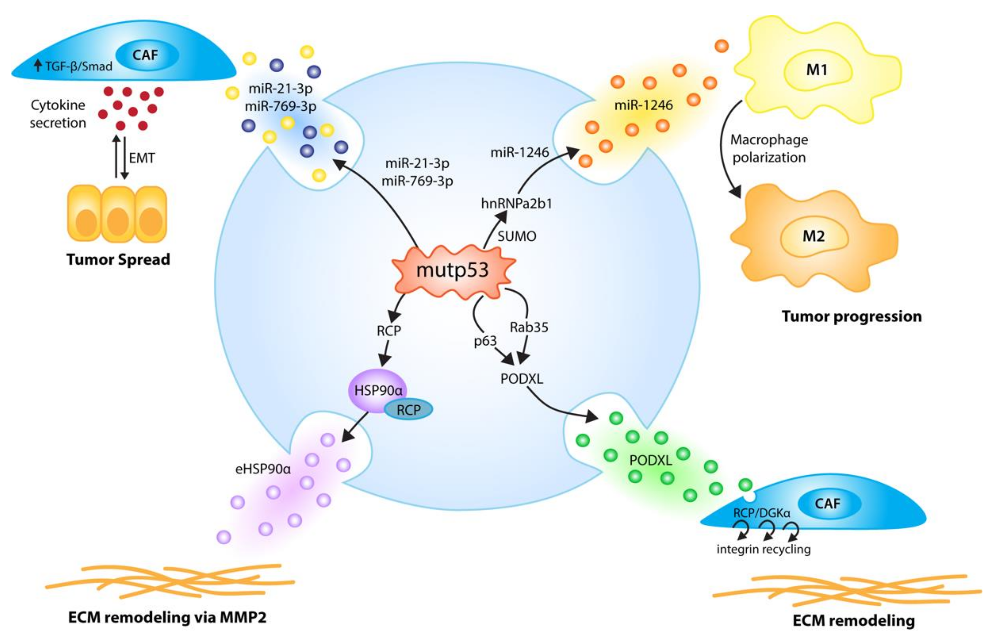 Ijms 21 09648 g004 Ijms 21 09648 g004