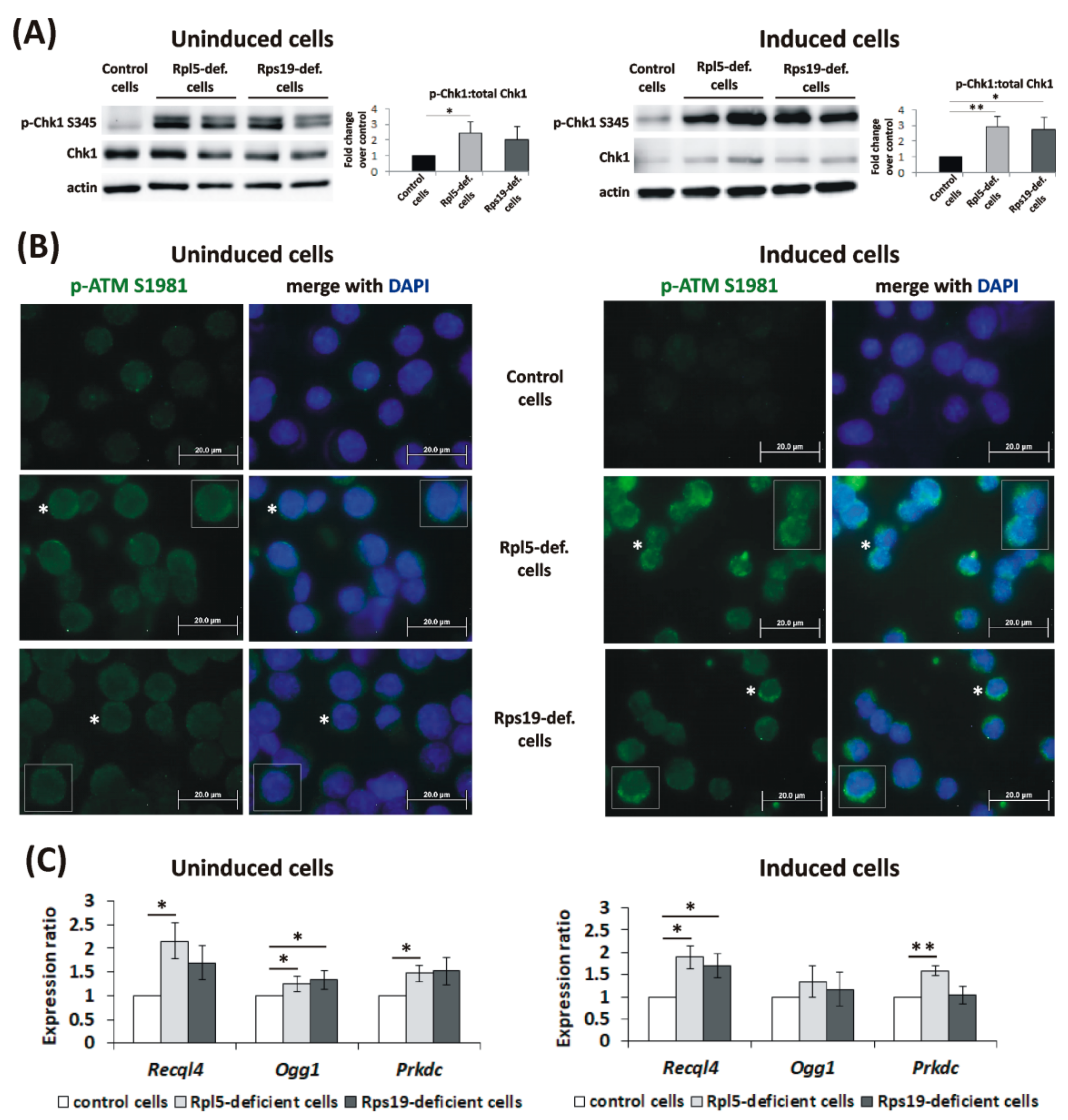 Ijms 21 09652 g003 Ijms 21 09652 g003
