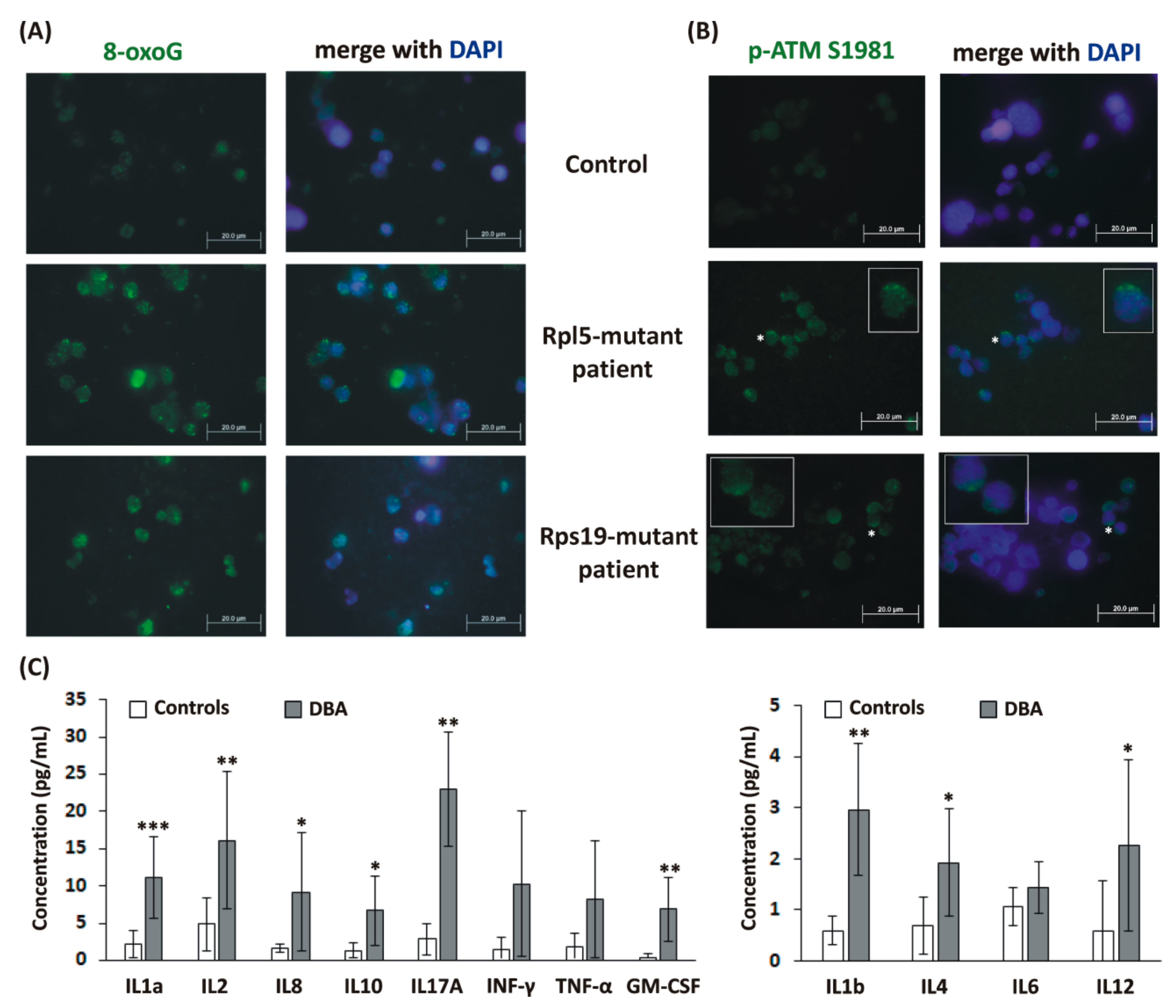 Ijms 21 09652 g006 Ijms 21 09652 g006