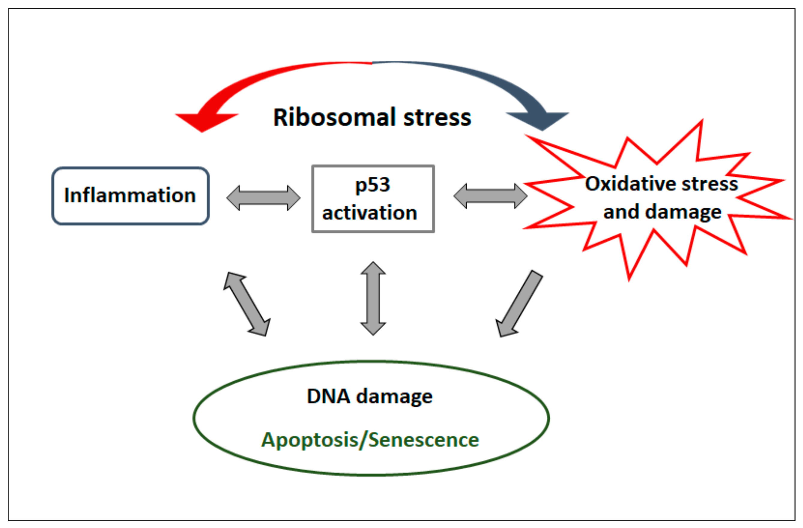 Ijms 21 09652 g007 Ijms 21 09652 g007