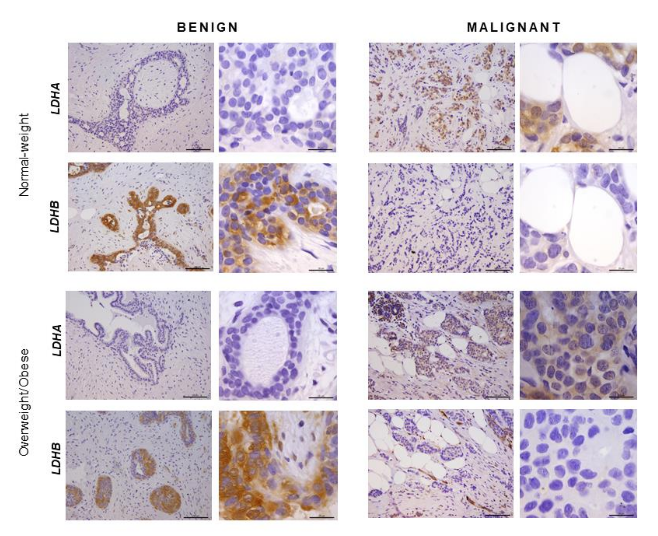 Ijms 21 09676 g003 Ijms 21 09676 g003