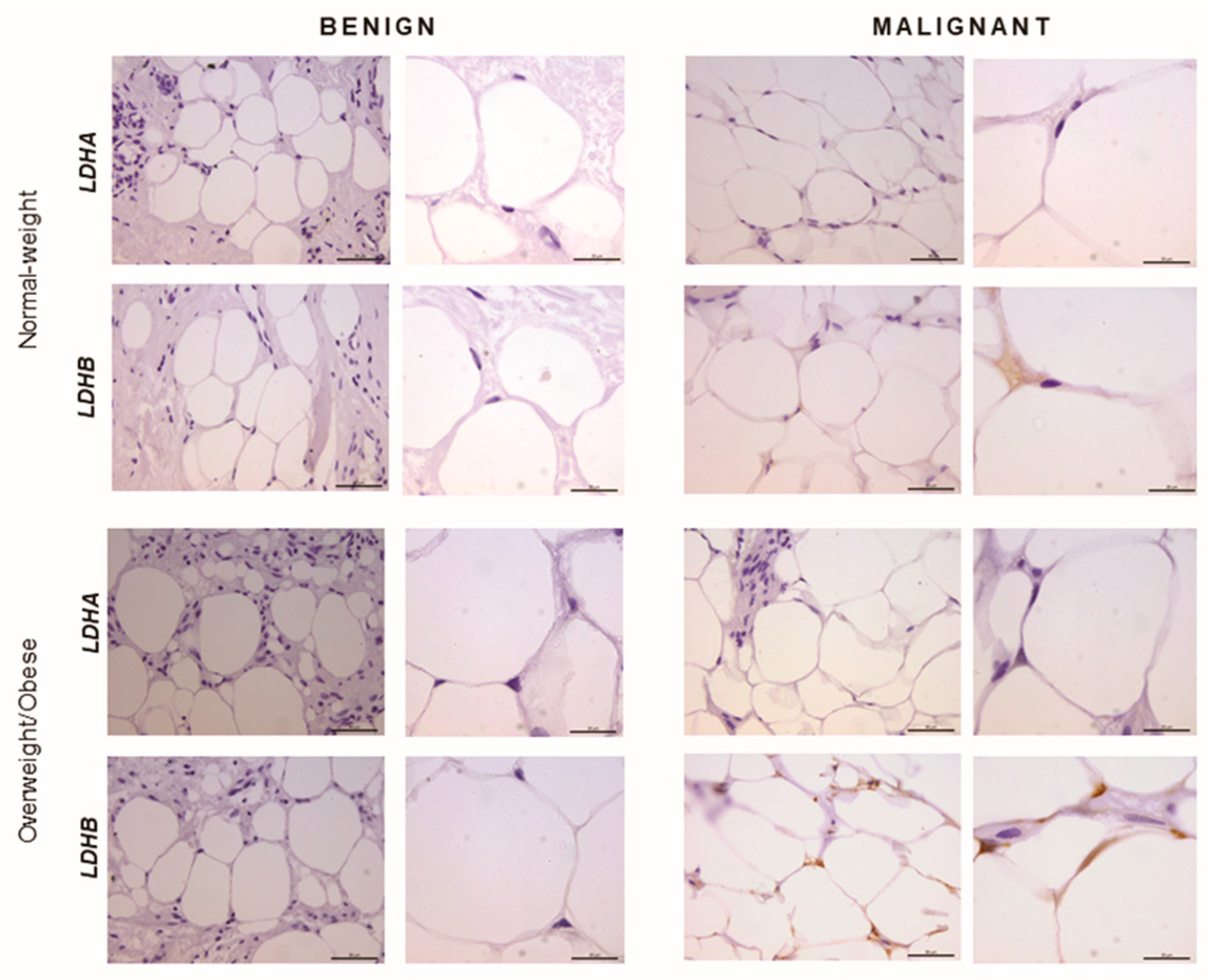 Ijms 21 09676 g004 Ijms 21 09676 g004