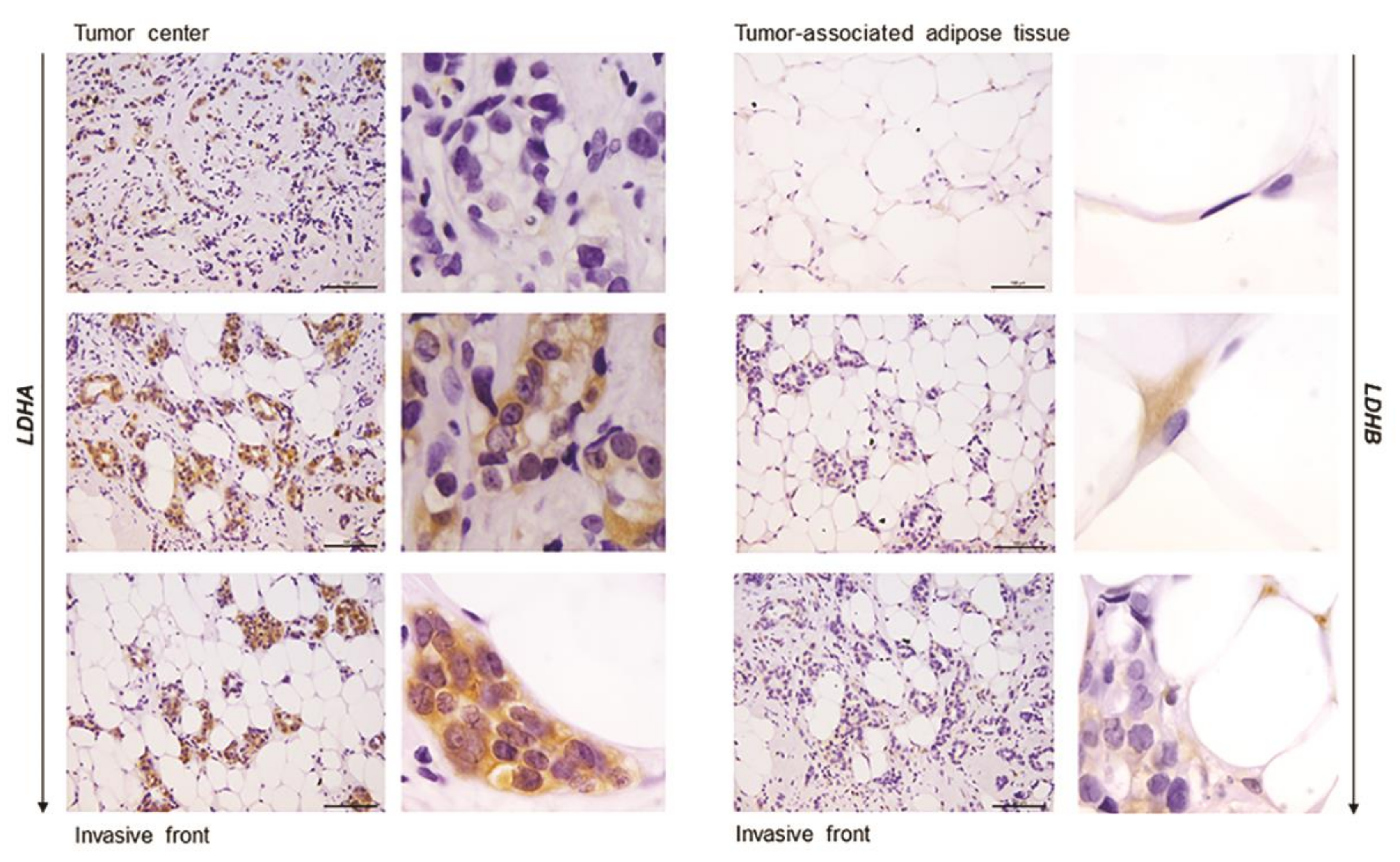 Ijms 21 09676 g005 Ijms 21 09676 g005