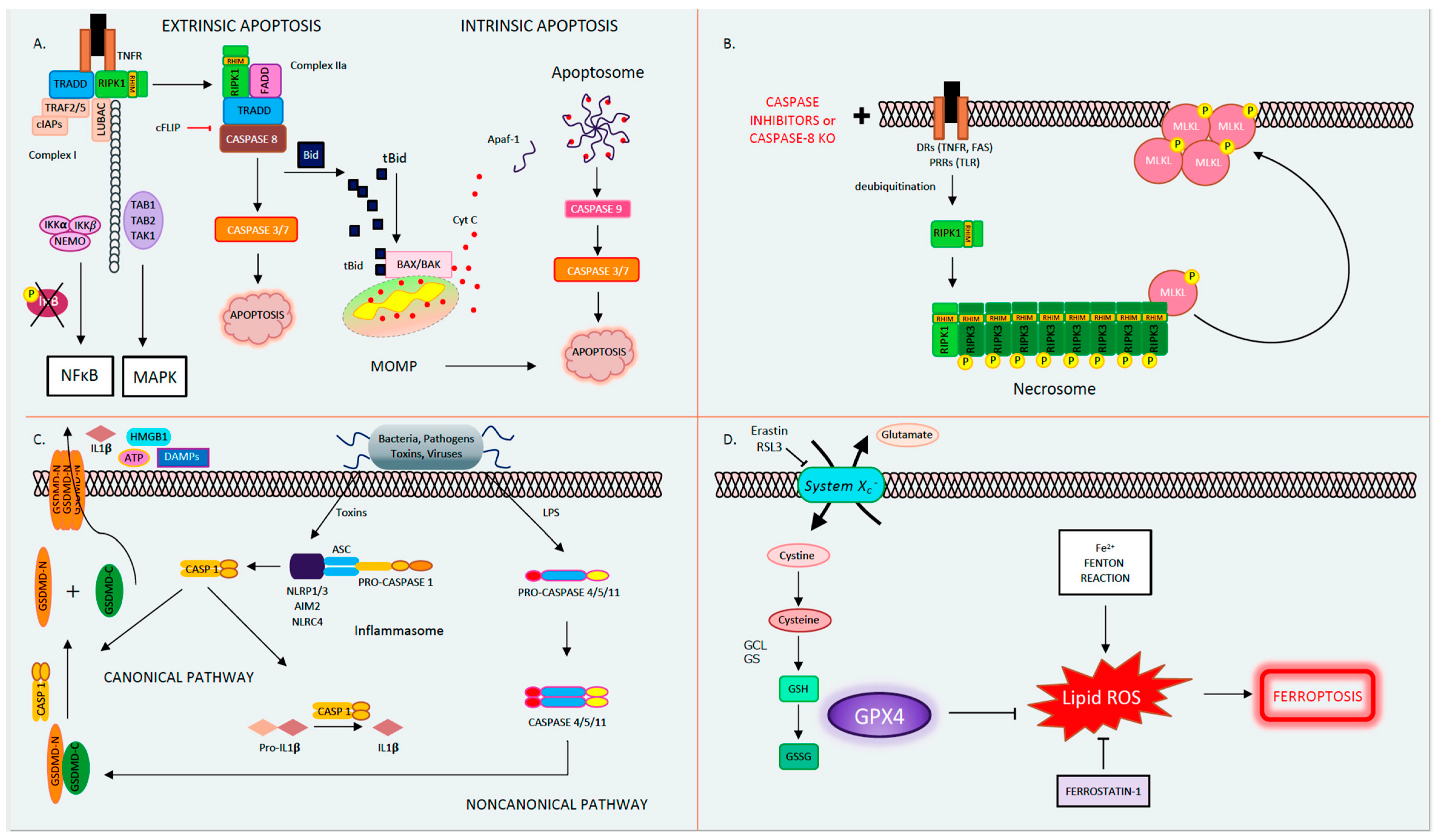 Ijms 21 09682 g001 Ijms 21 09682 g001