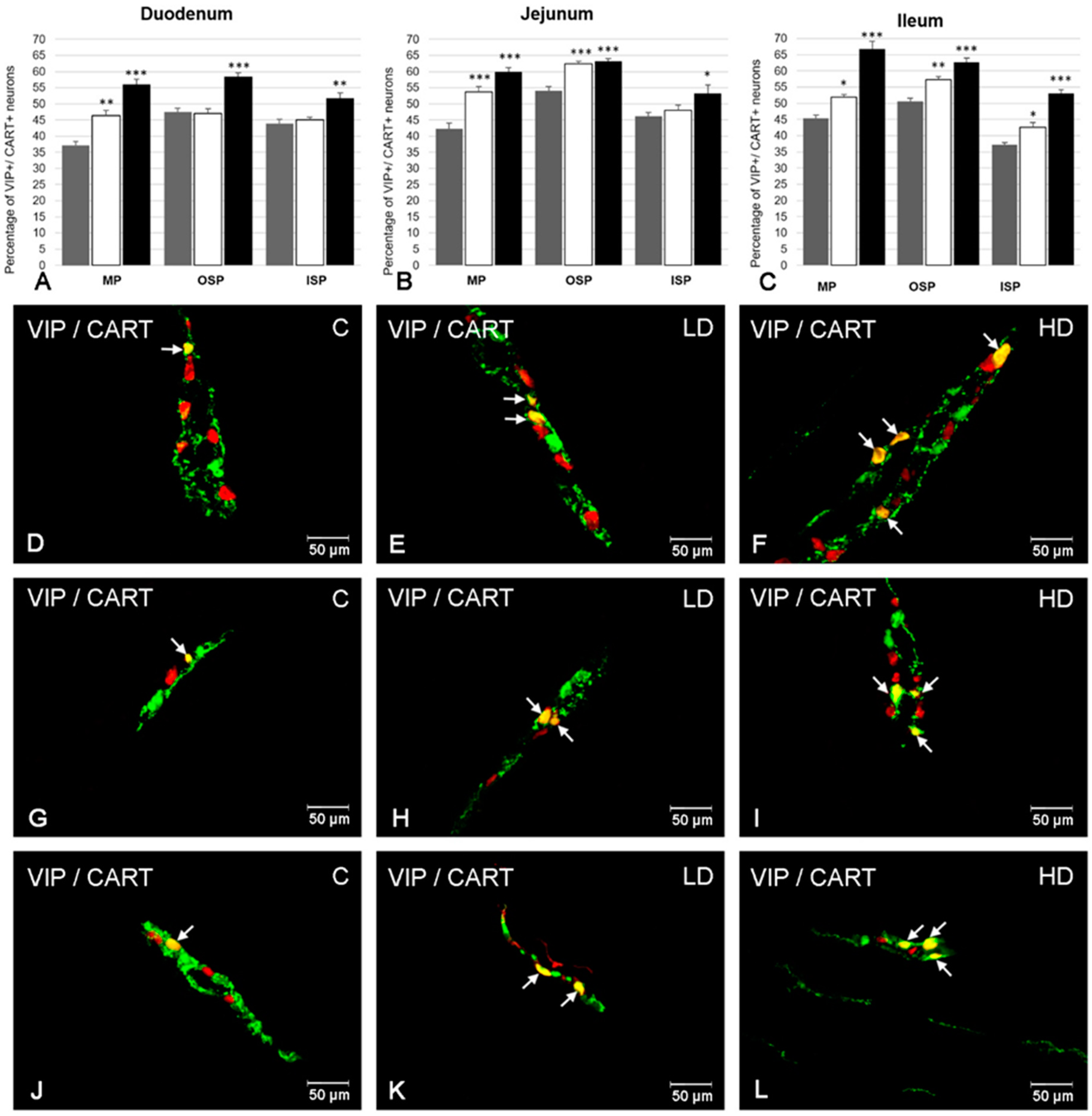Ijms 21 09691 g004 Ijms 21 09691 g004