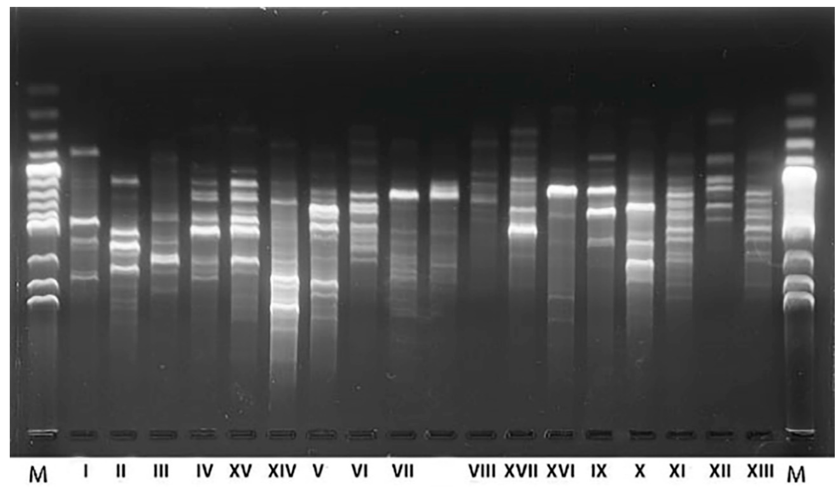 Ijms 21 09699 g002 Ijms 21 09699 g002