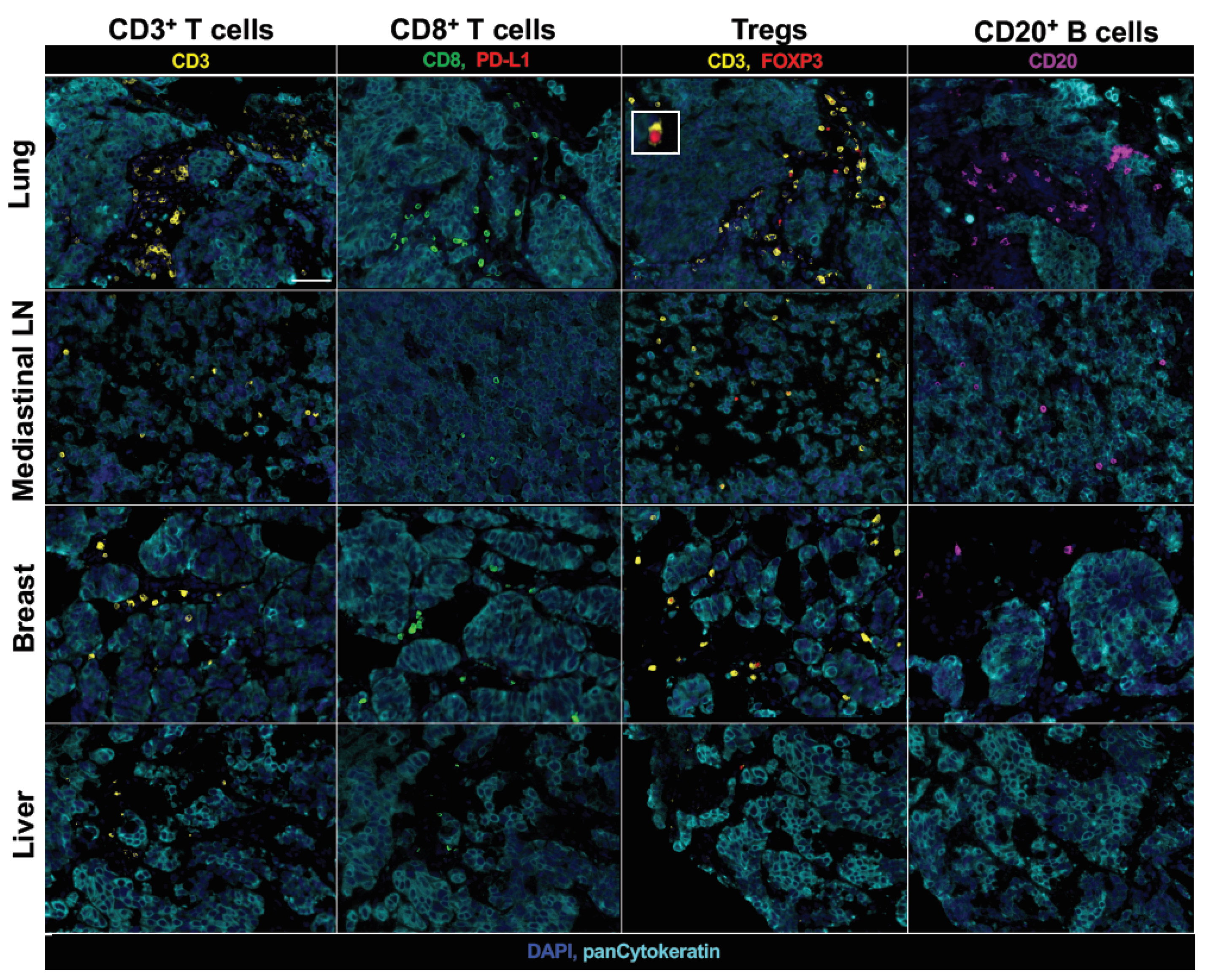 Ijms 21 09705 g003 Ijms 21 09705 g003