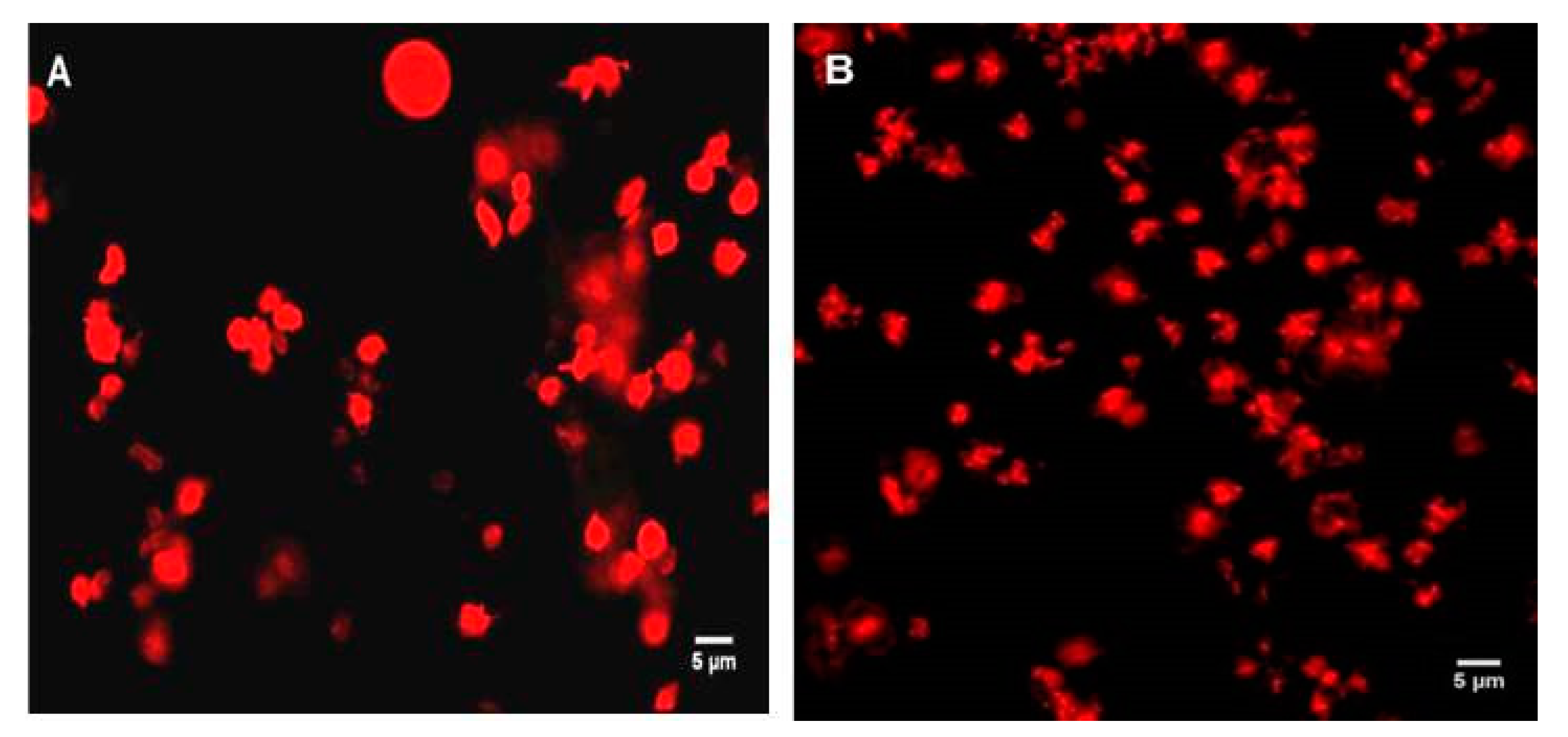 Ijms 21 09716 g004 Ijms 21 09716 g004