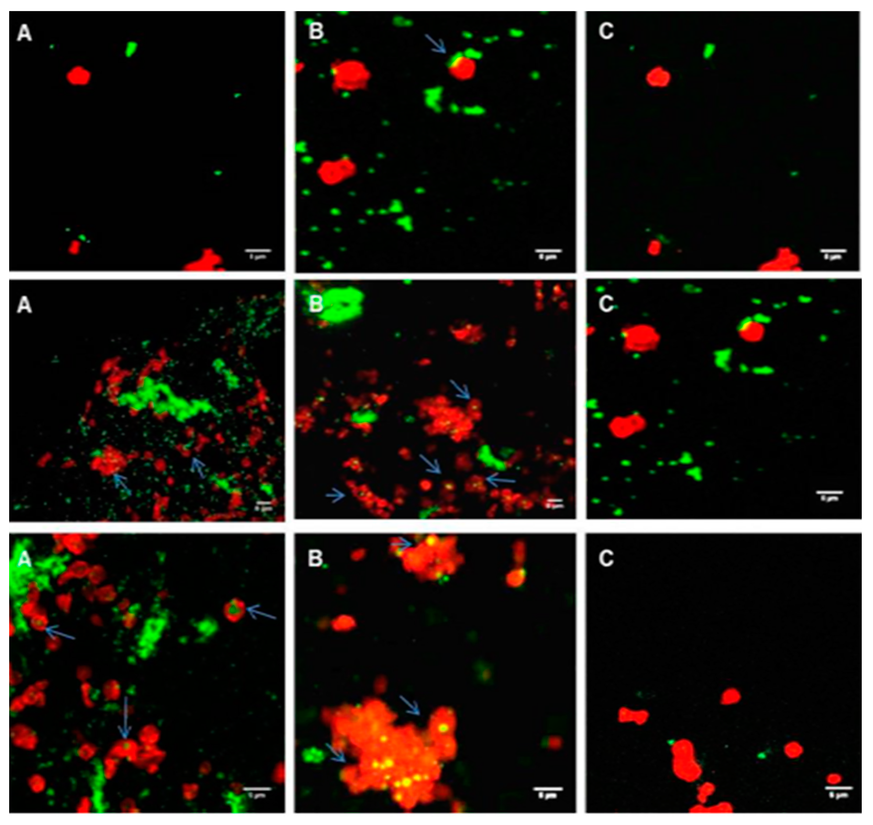 Ijms 21 09716 g005 Ijms 21 09716 g005