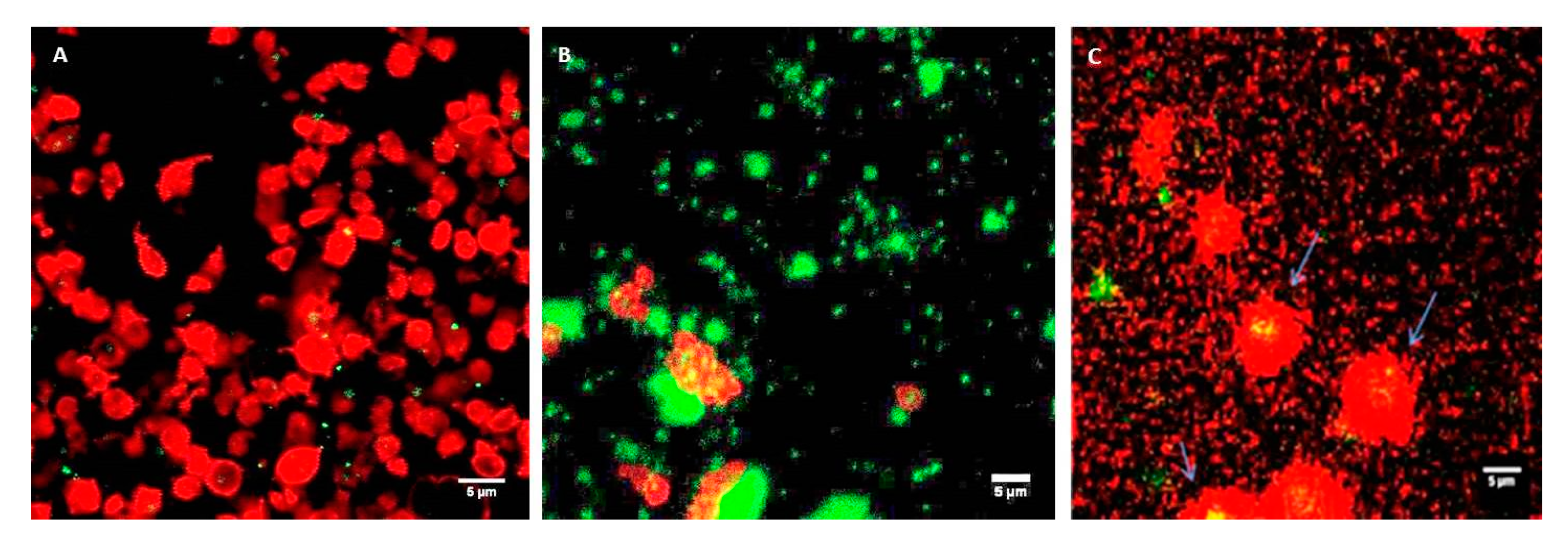 Ijms 21 09716 g006 Ijms 21 09716 g006