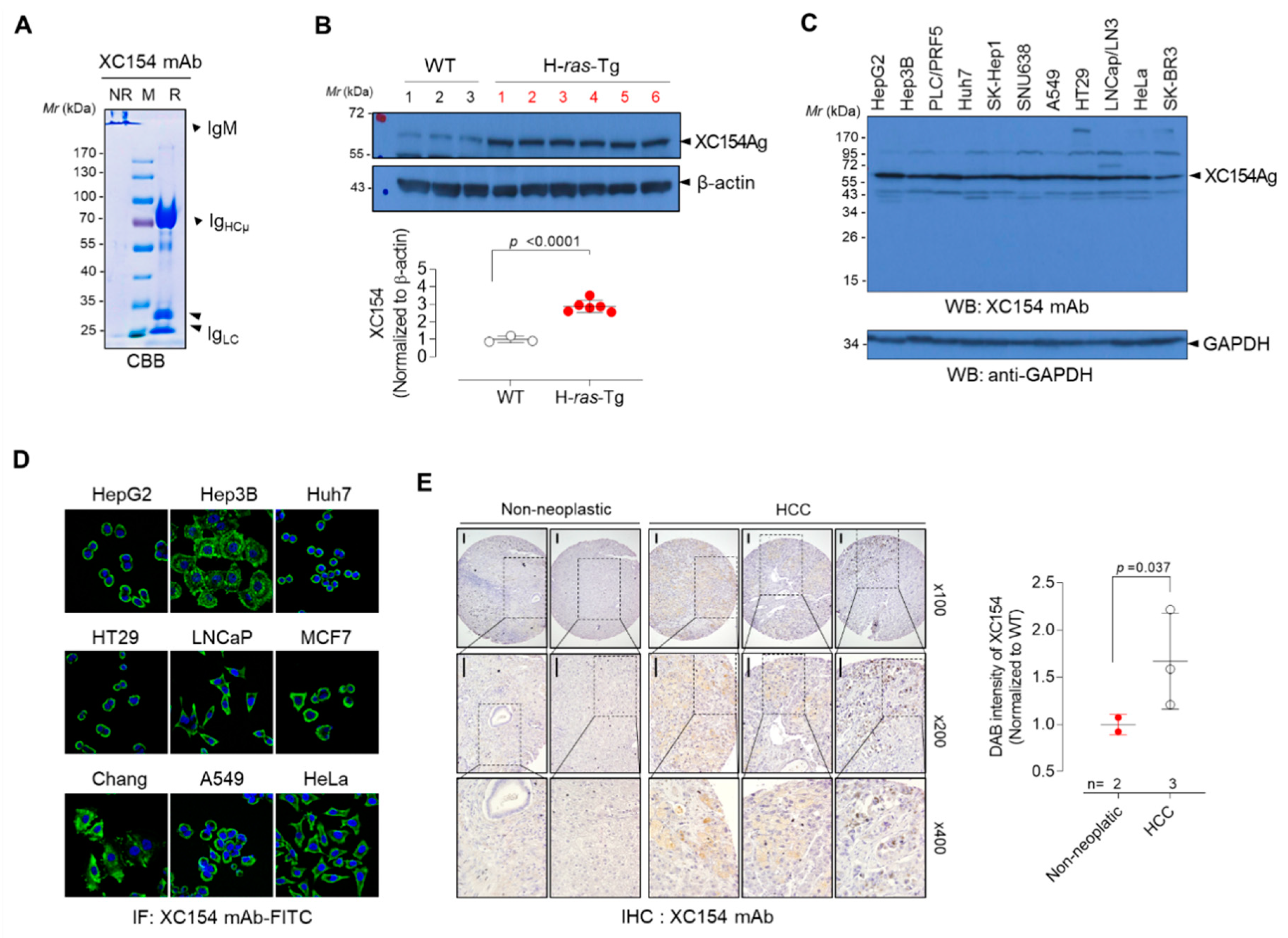 Ijms 21 09718 g001 Ijms 21 09718 g001