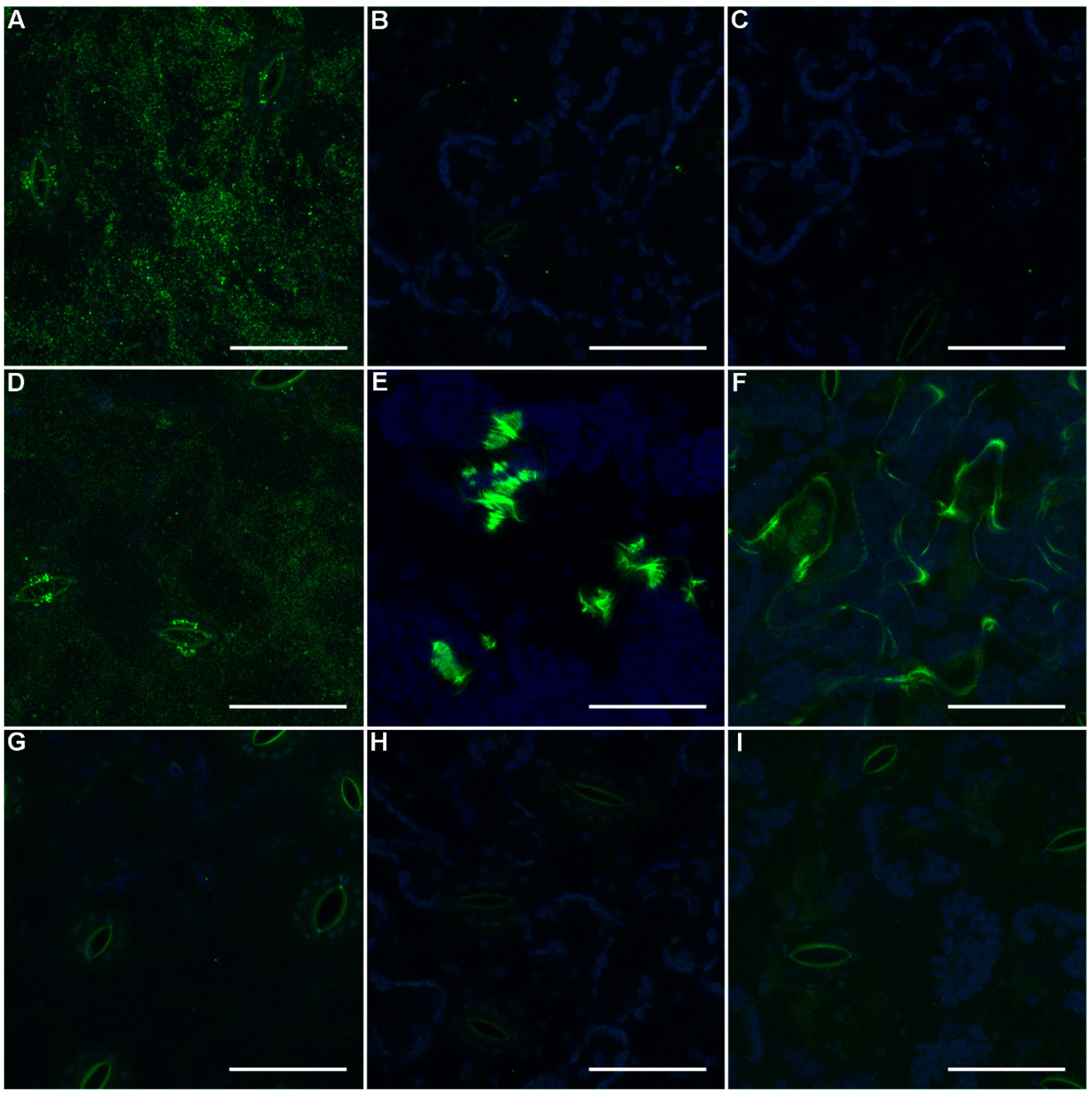 Ijms 21 09720 g004 Ijms 21 09720 g004