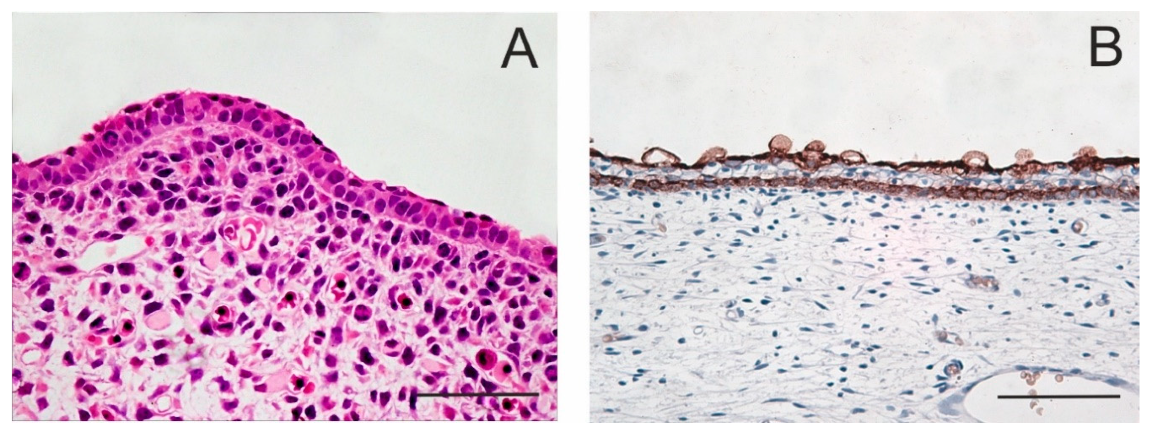 Ijms 21 09736 g001 Ijms 21 09736 g001