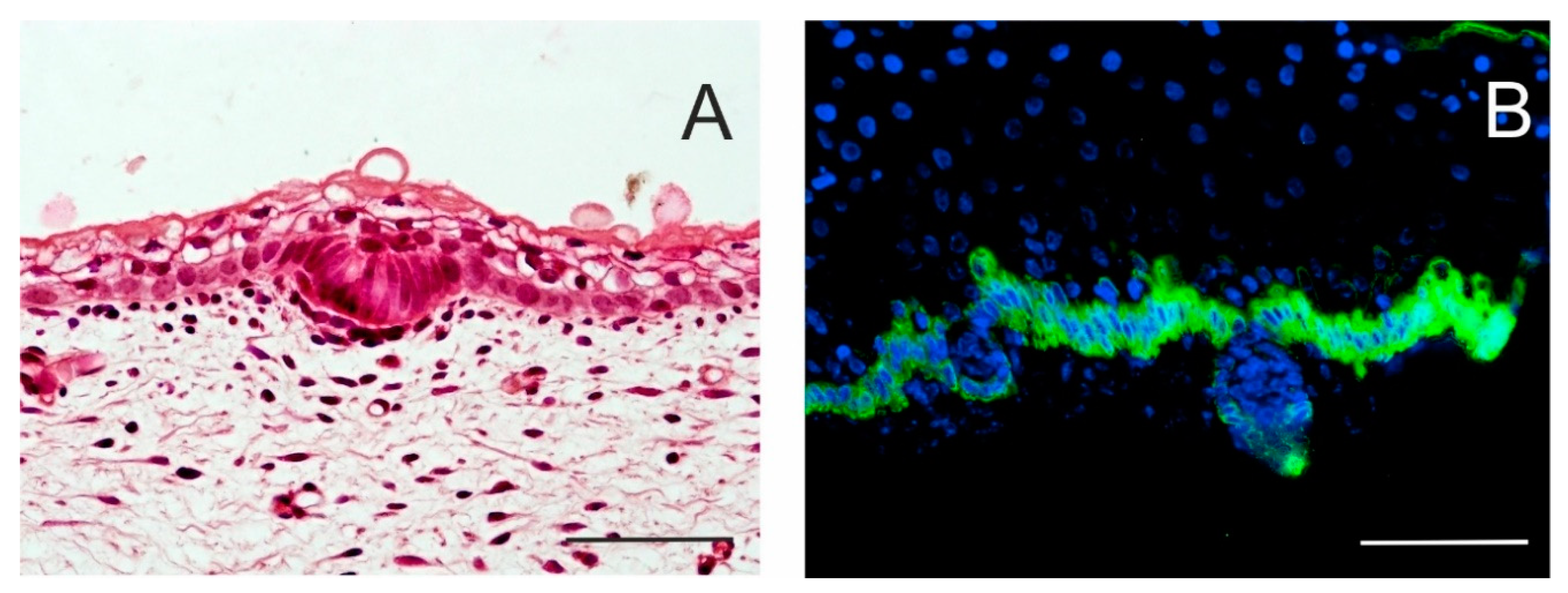 Ijms 21 09736 g002 Ijms 21 09736 g002