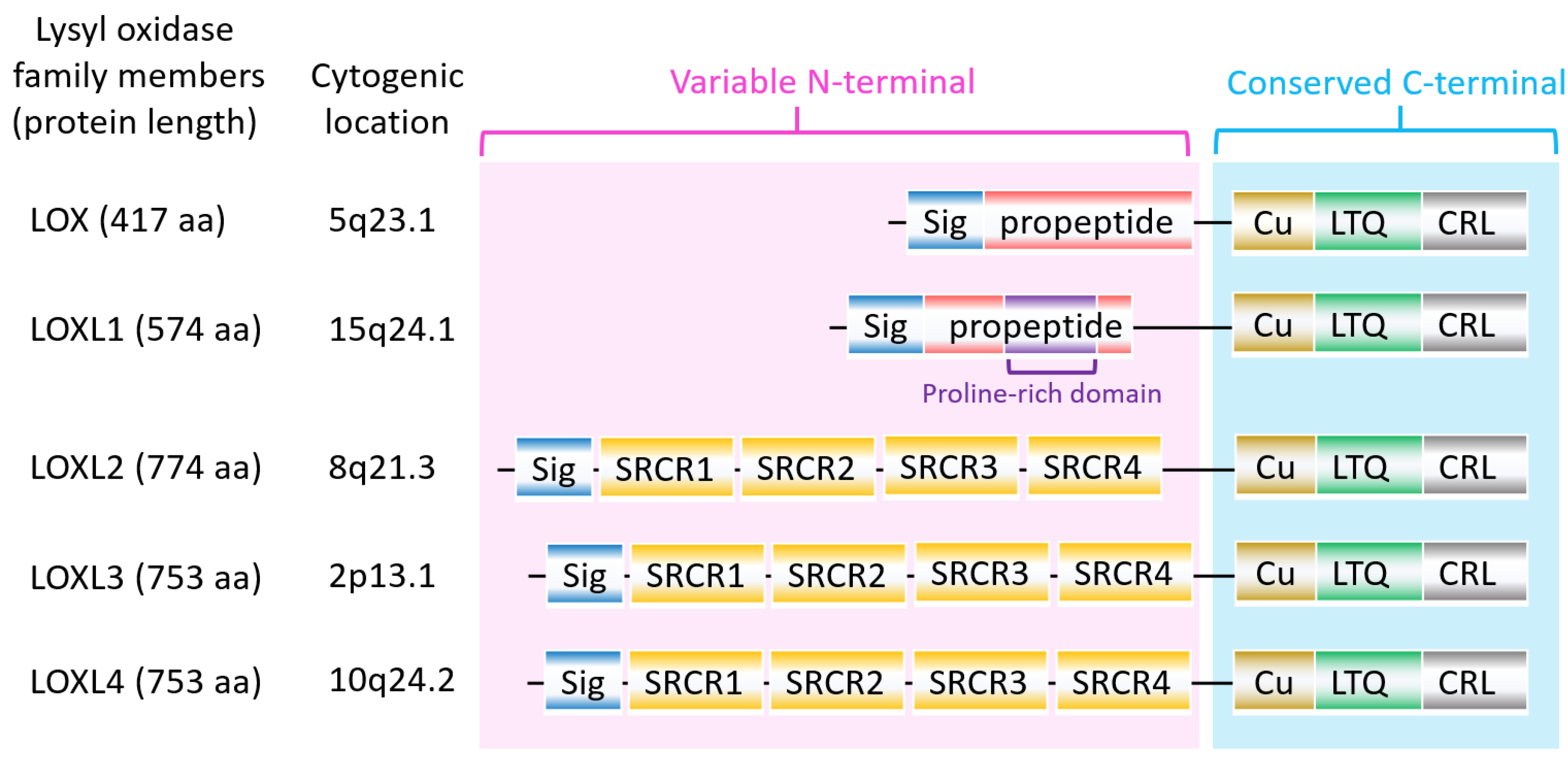 Ijms 21 09751 g001 Ijms 21 09751 g001