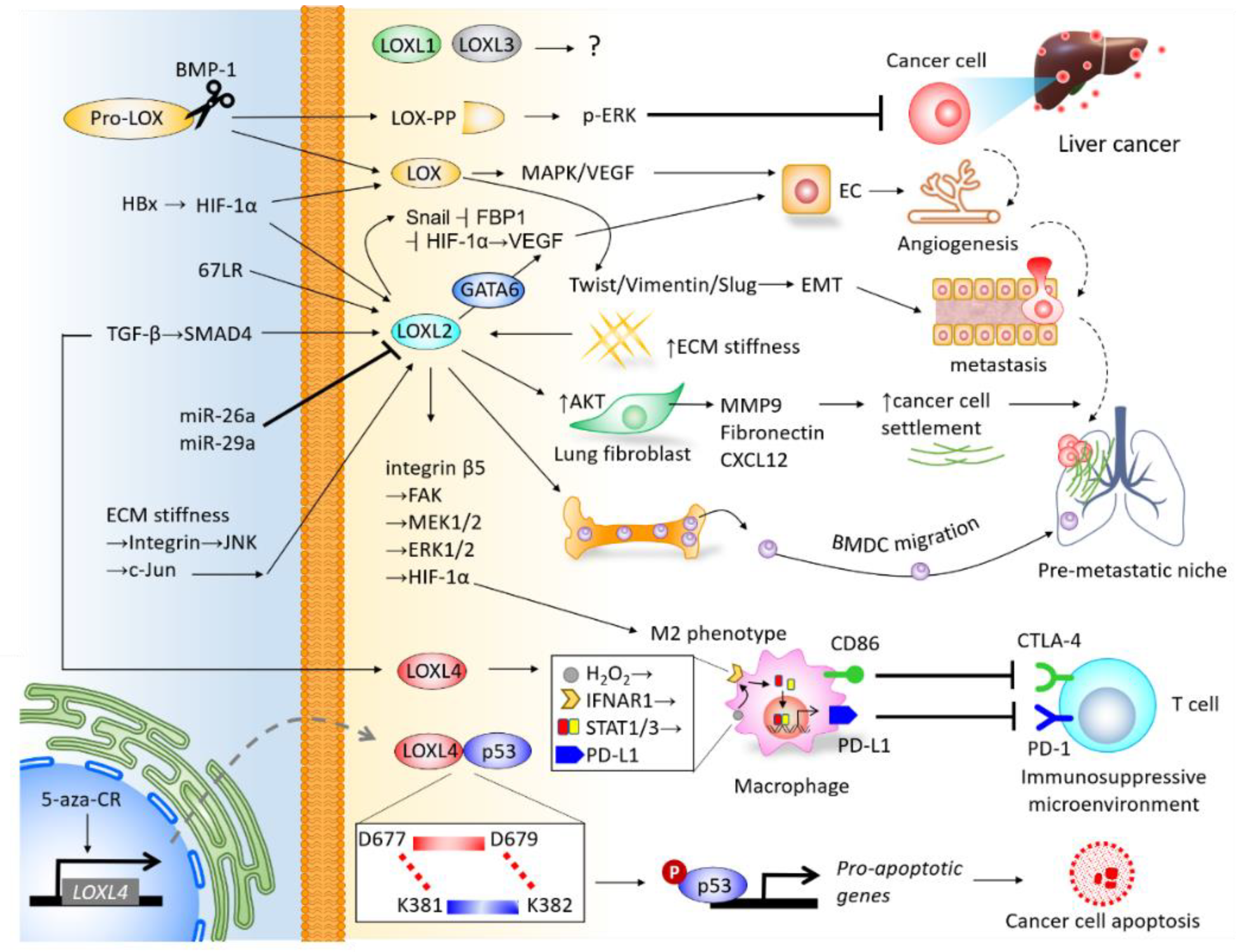 Ijms 21 09751 g004 Ijms 21 09751 g004