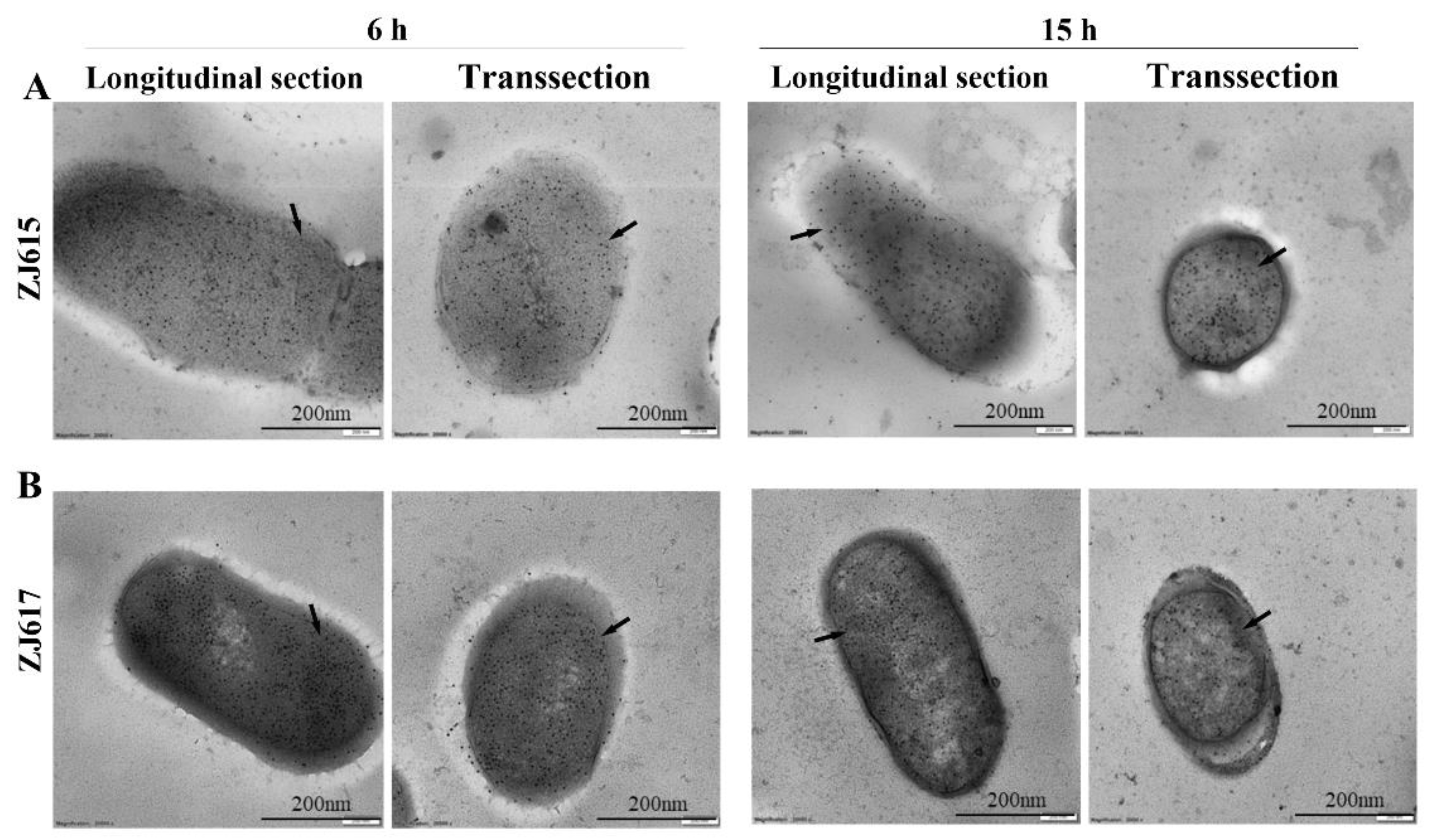 Ijms 21 09756 g003 Ijms 21 09756 g003