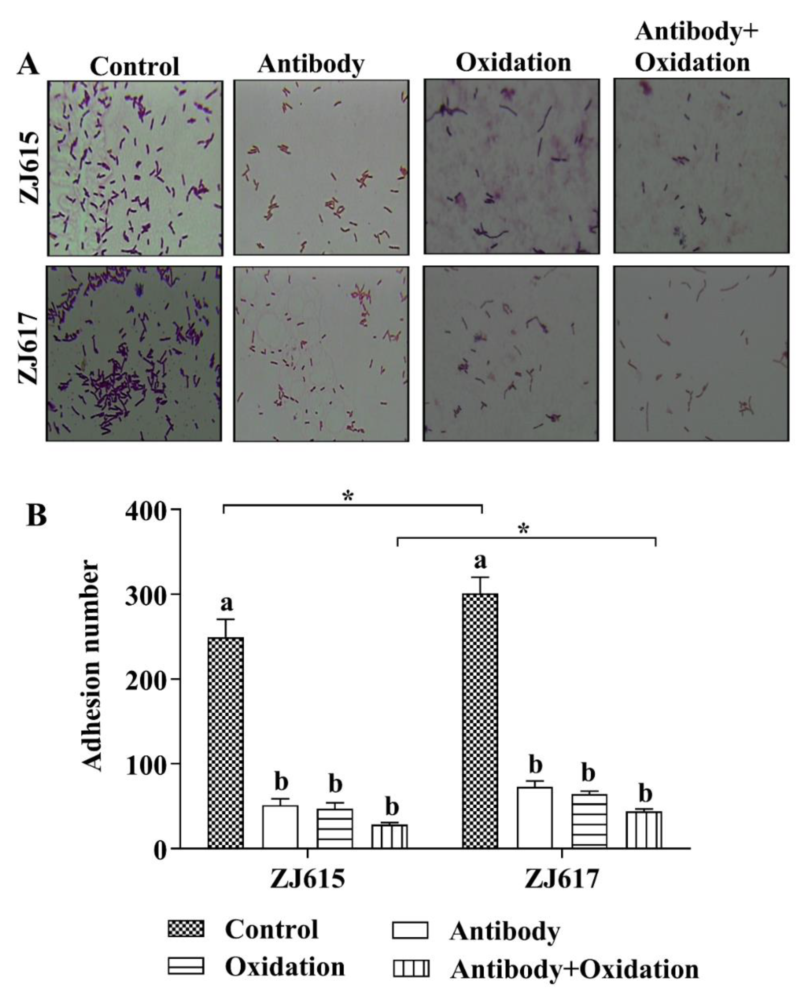 Ijms 21 09756 g004 Ijms 21 09756 g004