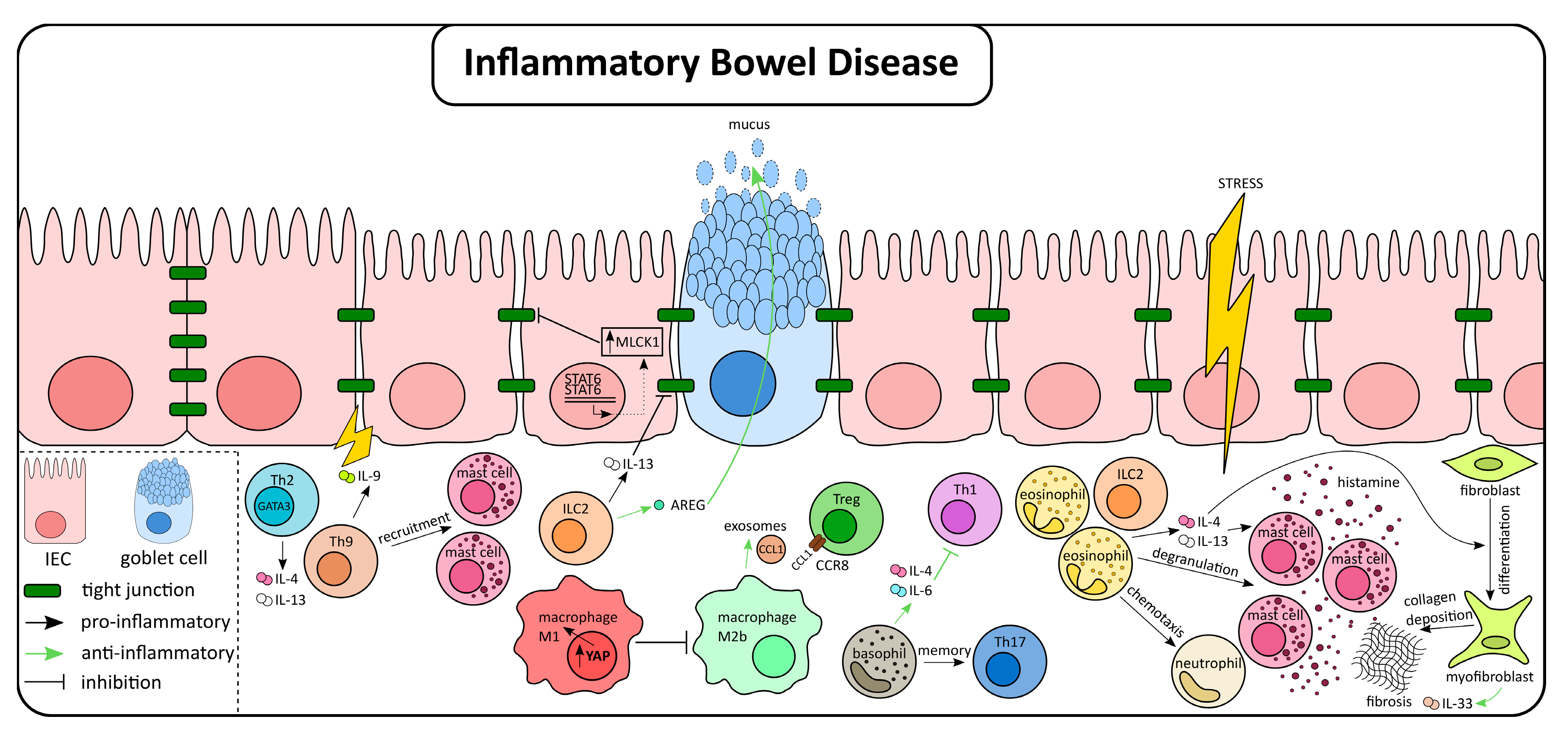 Ijms 21 09772 g002 Ijms 21 09772 g002