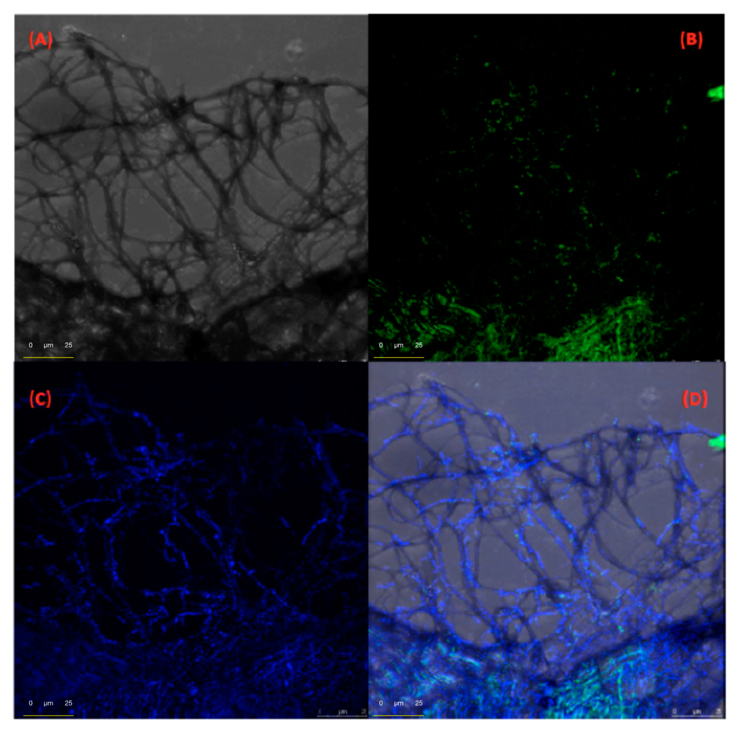 Ijms 22 00017 g003 Ijms 22 00017 g003