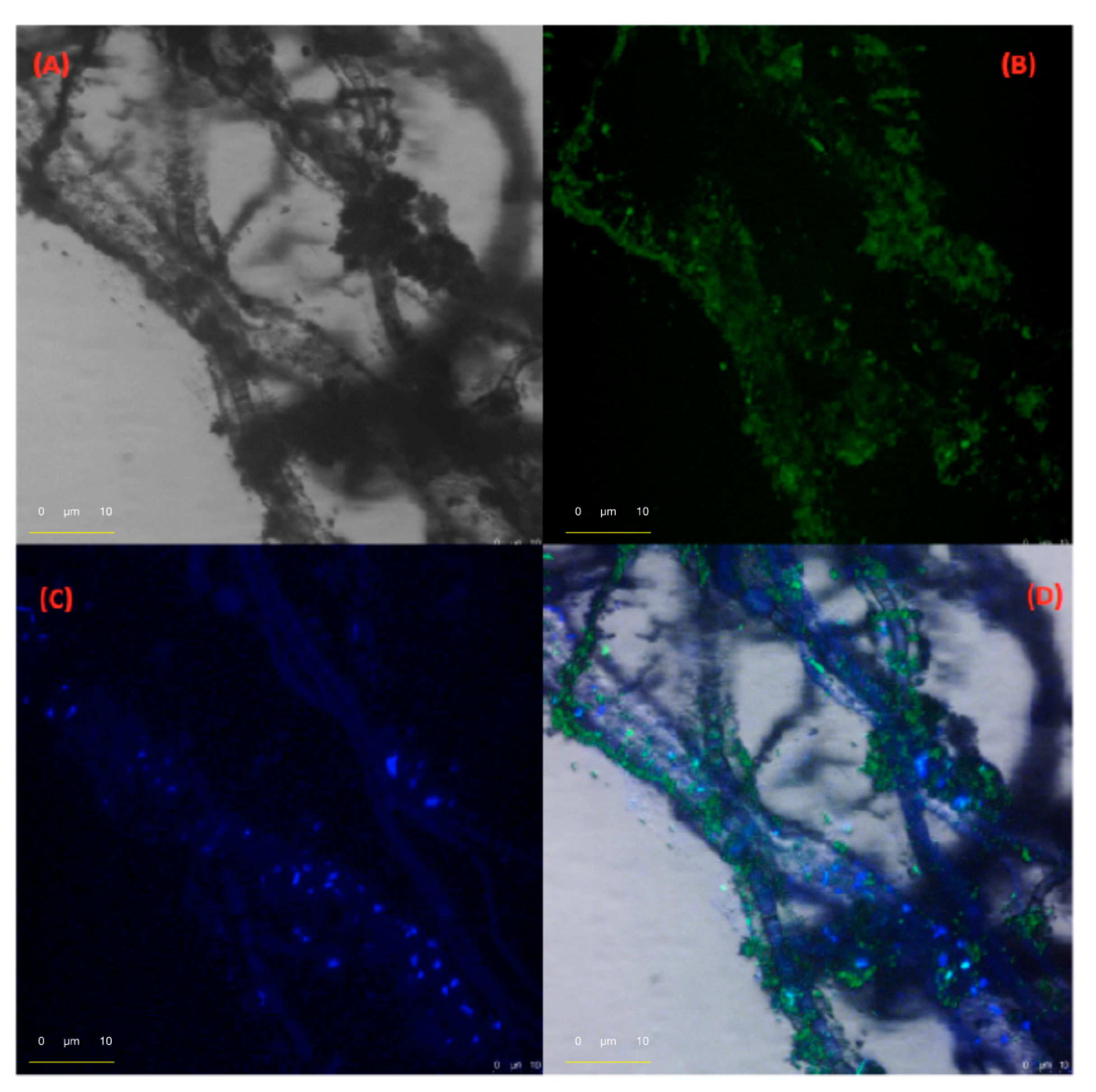 Ijms 22 00017 g004 Ijms 22 00017 g004