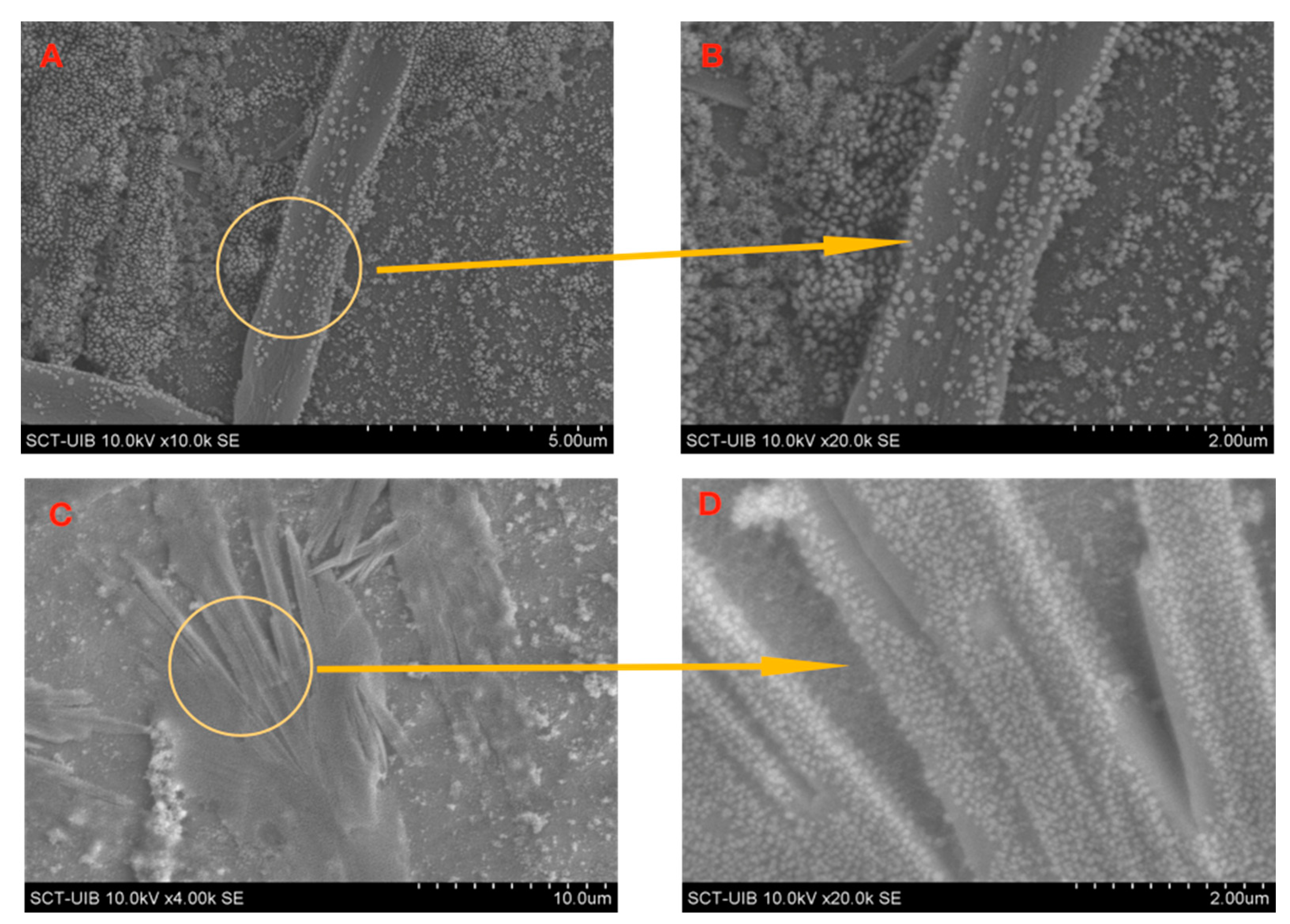 Ijms 22 00017 g005 Ijms 22 00017 g005