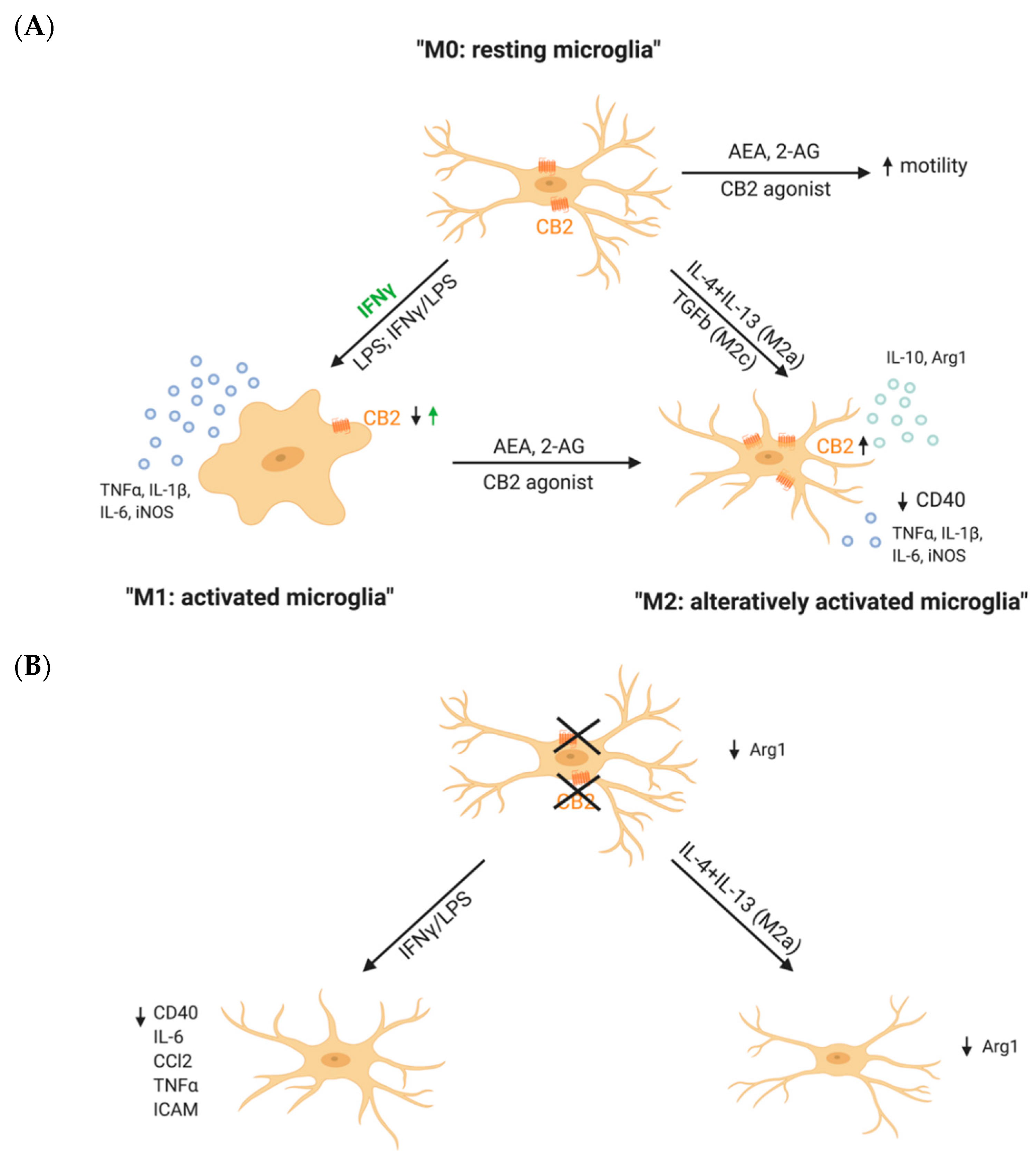Ijms 22 00019 g002 Ijms 22 00019 g002