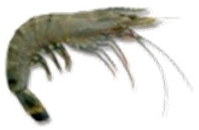 Ijms 22 00032 i002 Ijms 22 00032 i002