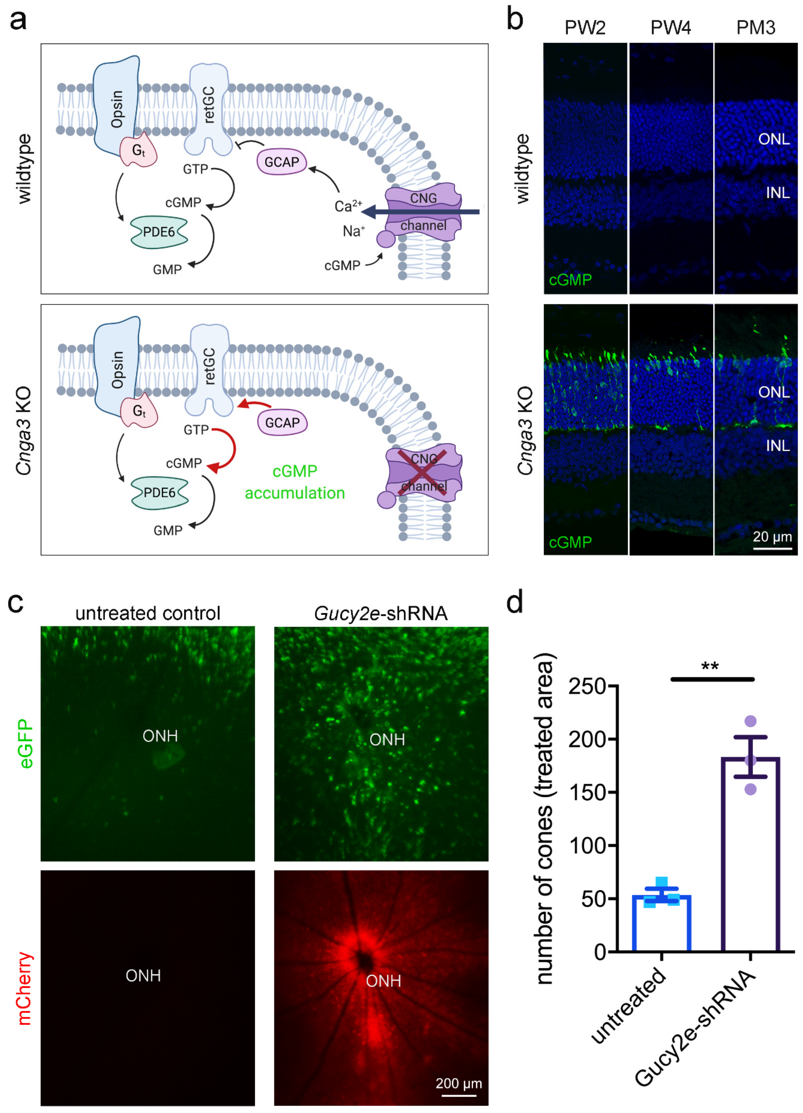 Ijms 22 00052 g001 Ijms 22 00052 g001