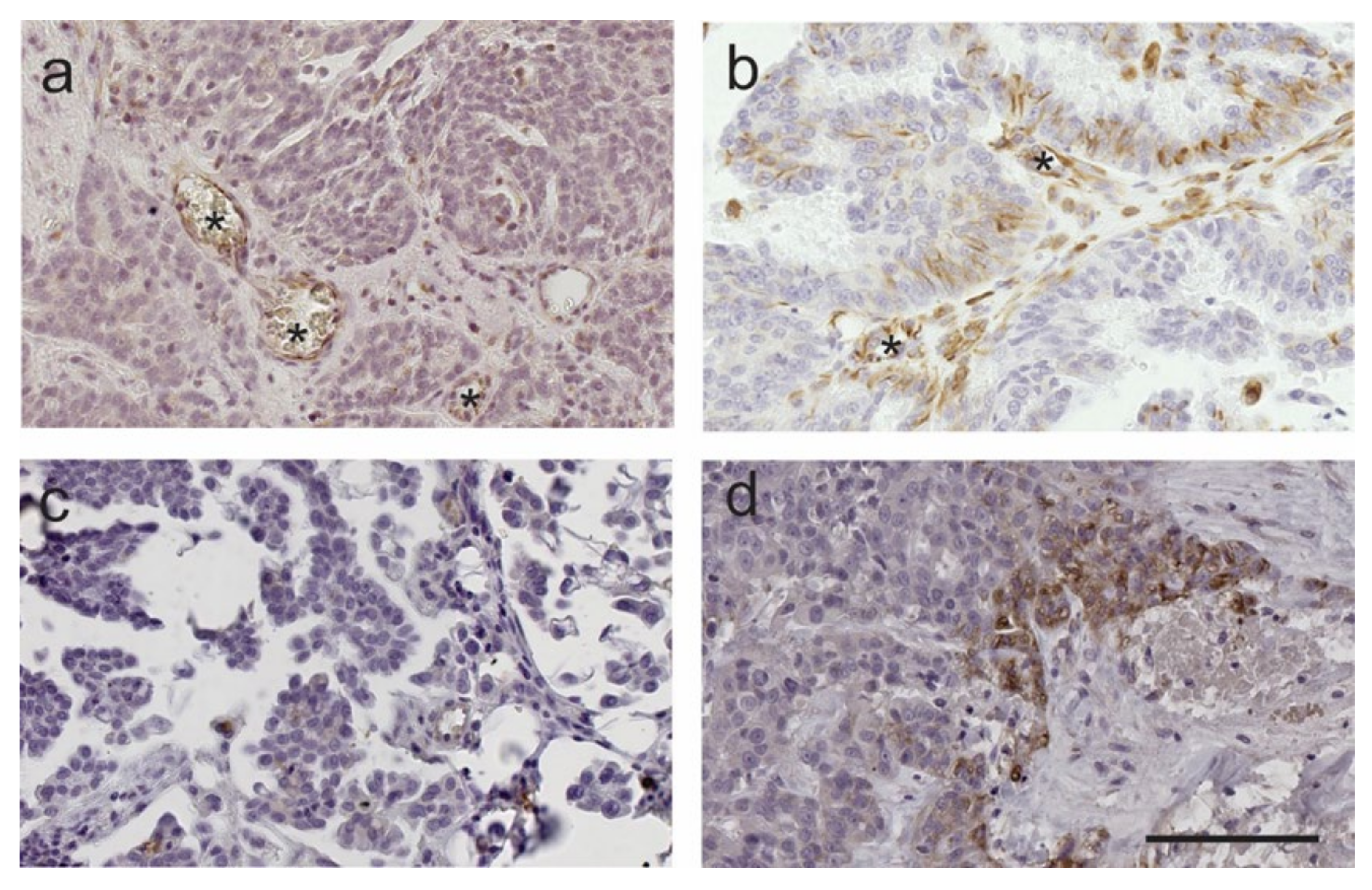 Ijms 22 00071 g005 Ijms 22 00071 g005