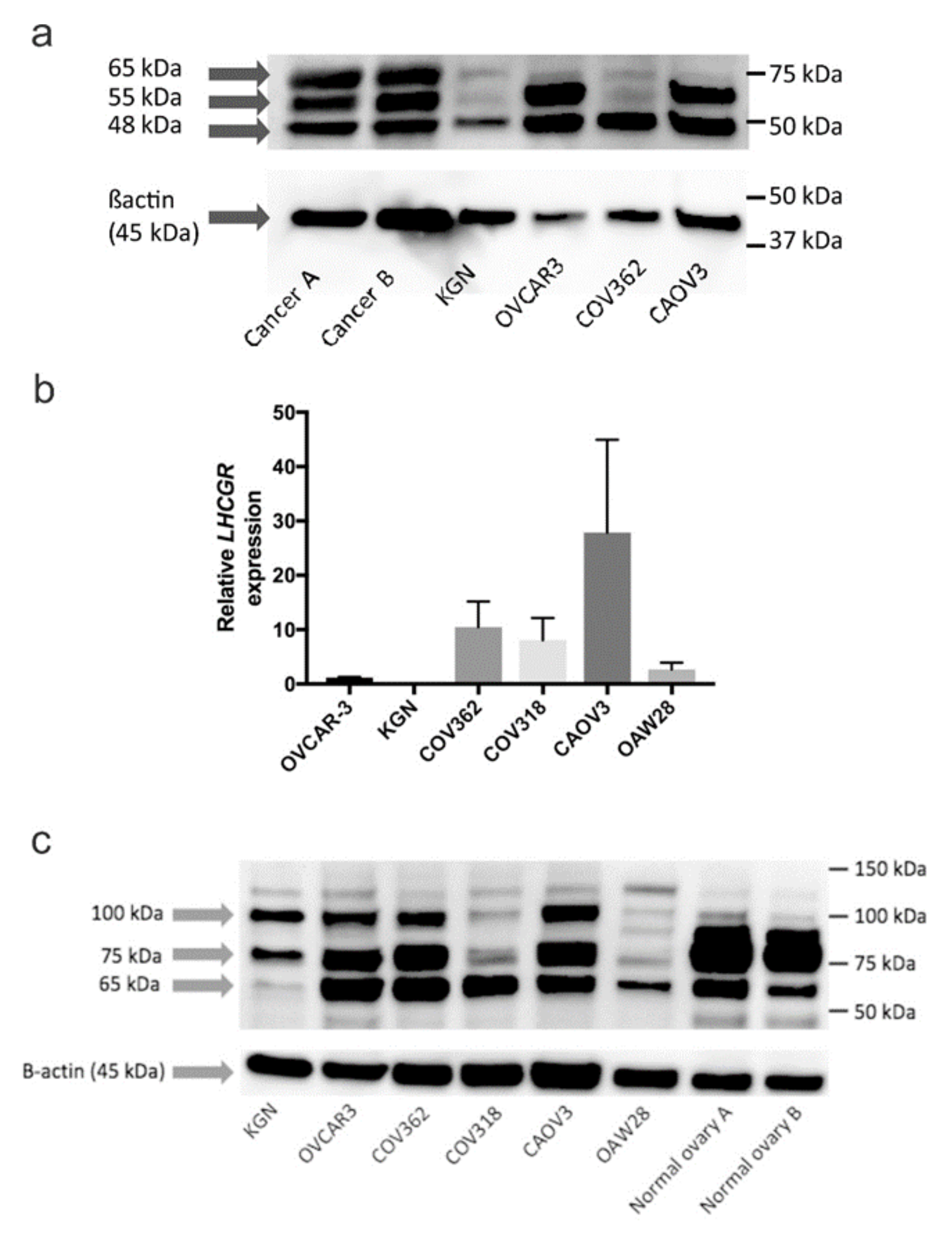 Ijms 22 00071 g009 Ijms 22 00071 g009