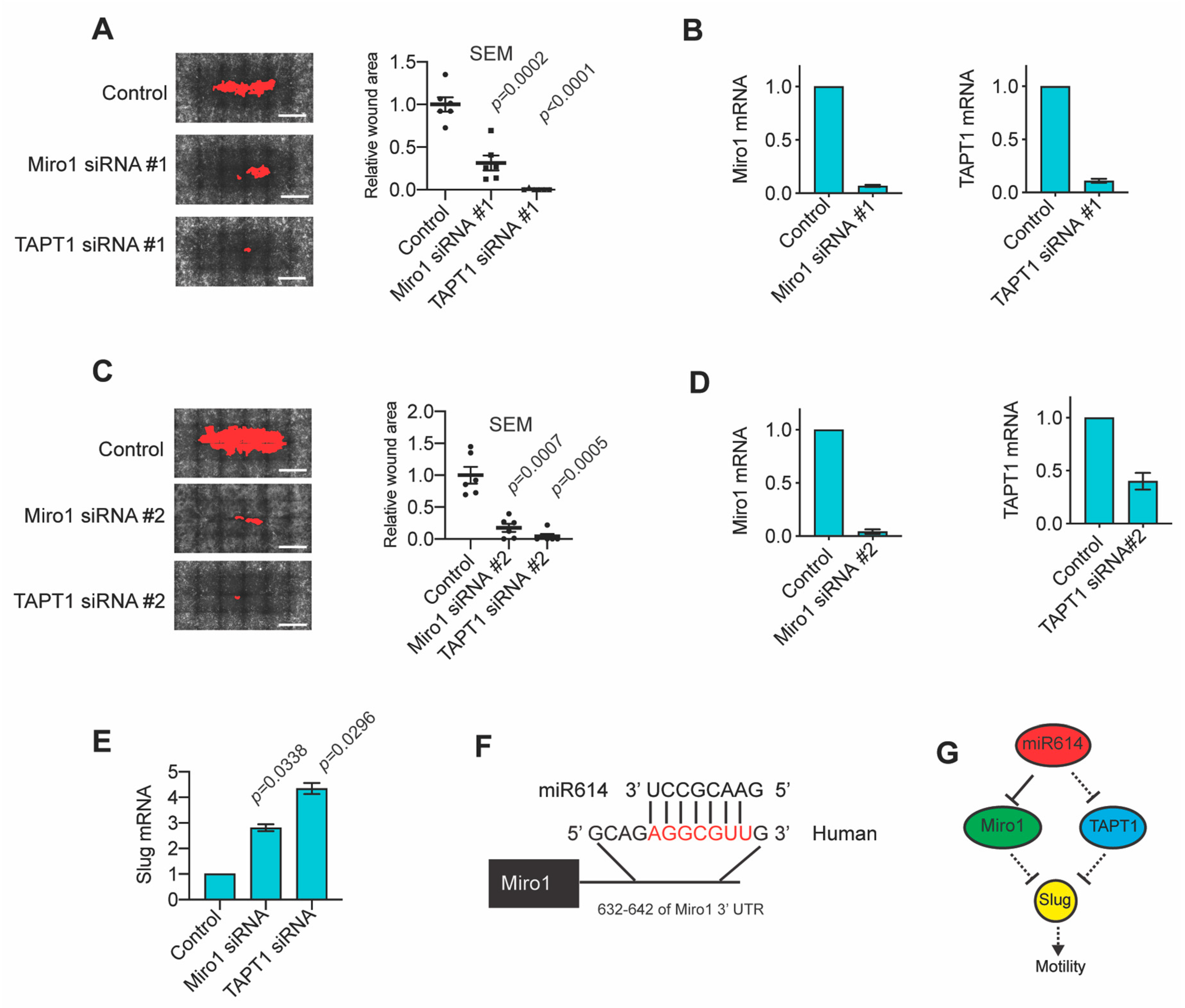 Ijms 22 00112 g004 Ijms 22 00112 g004