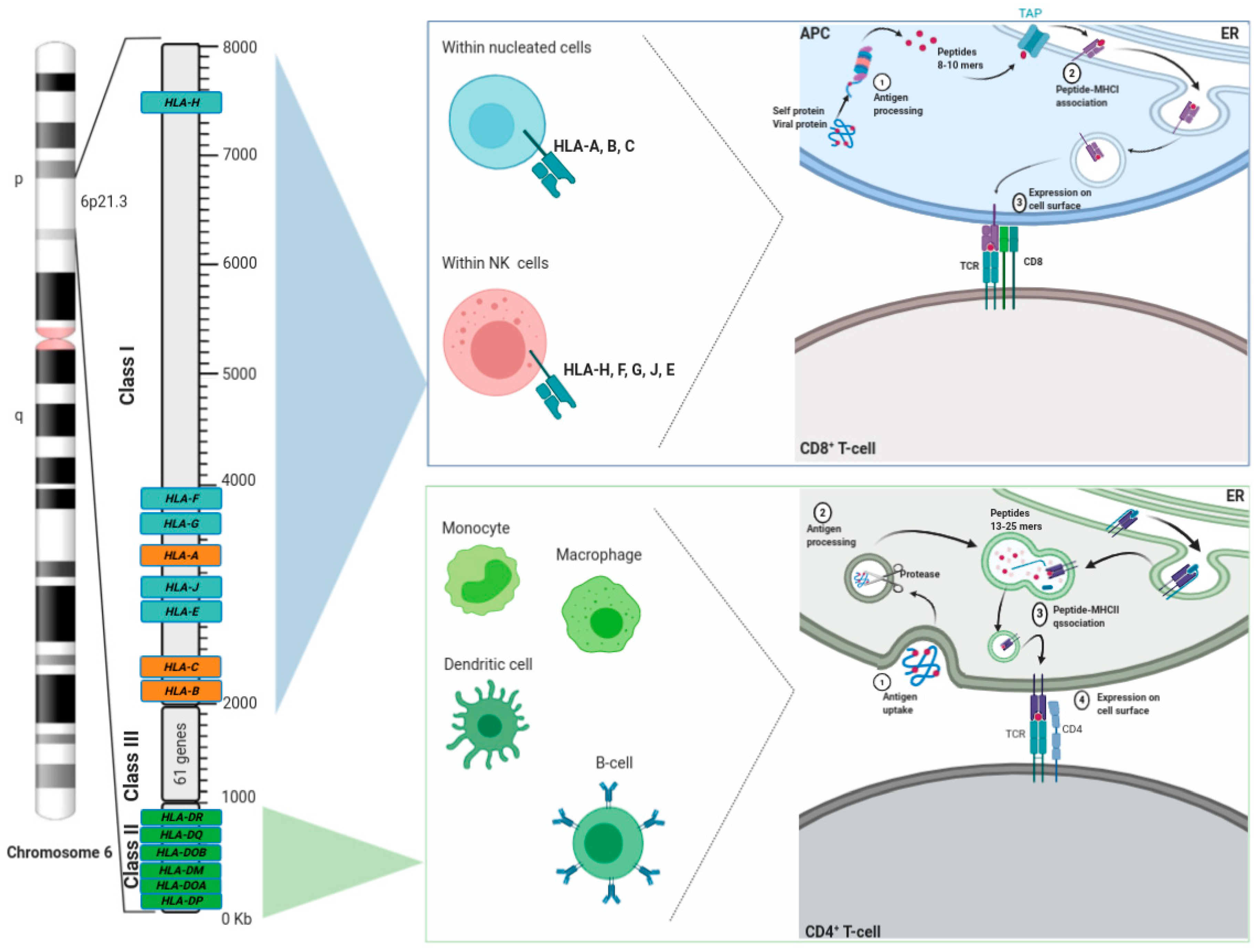 Ijms 22 00122 g001 Ijms 22 00122 g001
